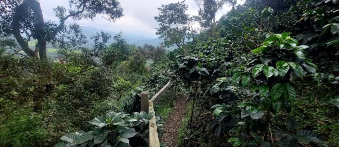 Cabaña cafetera con hermosa vista