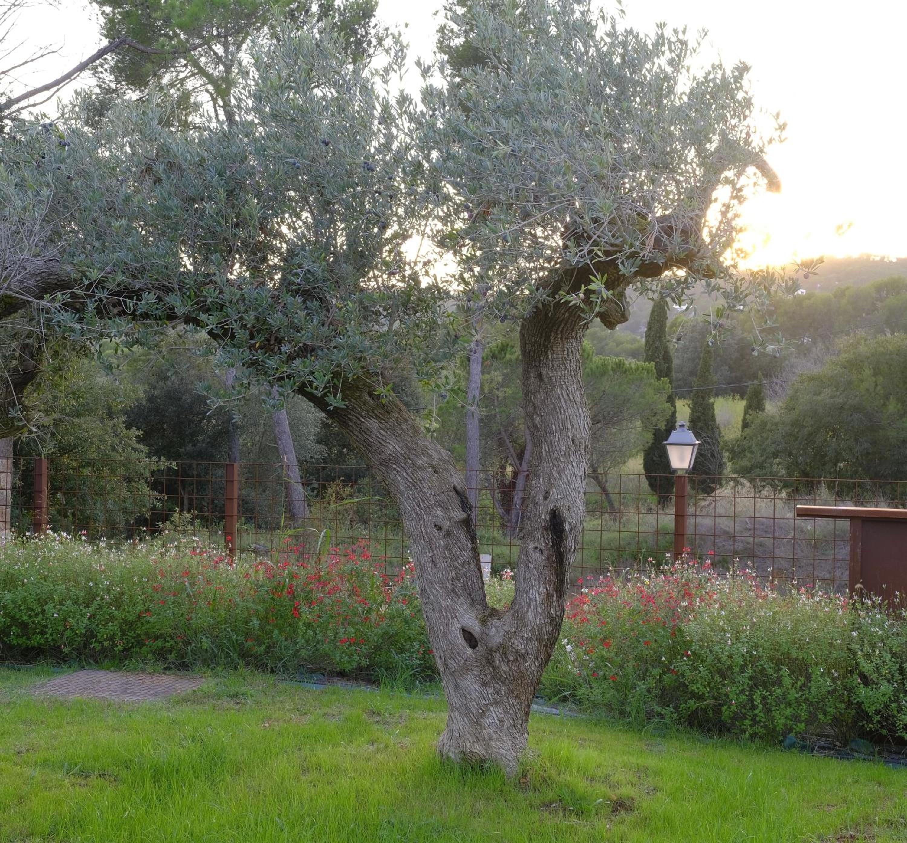 Villa Sa Llum