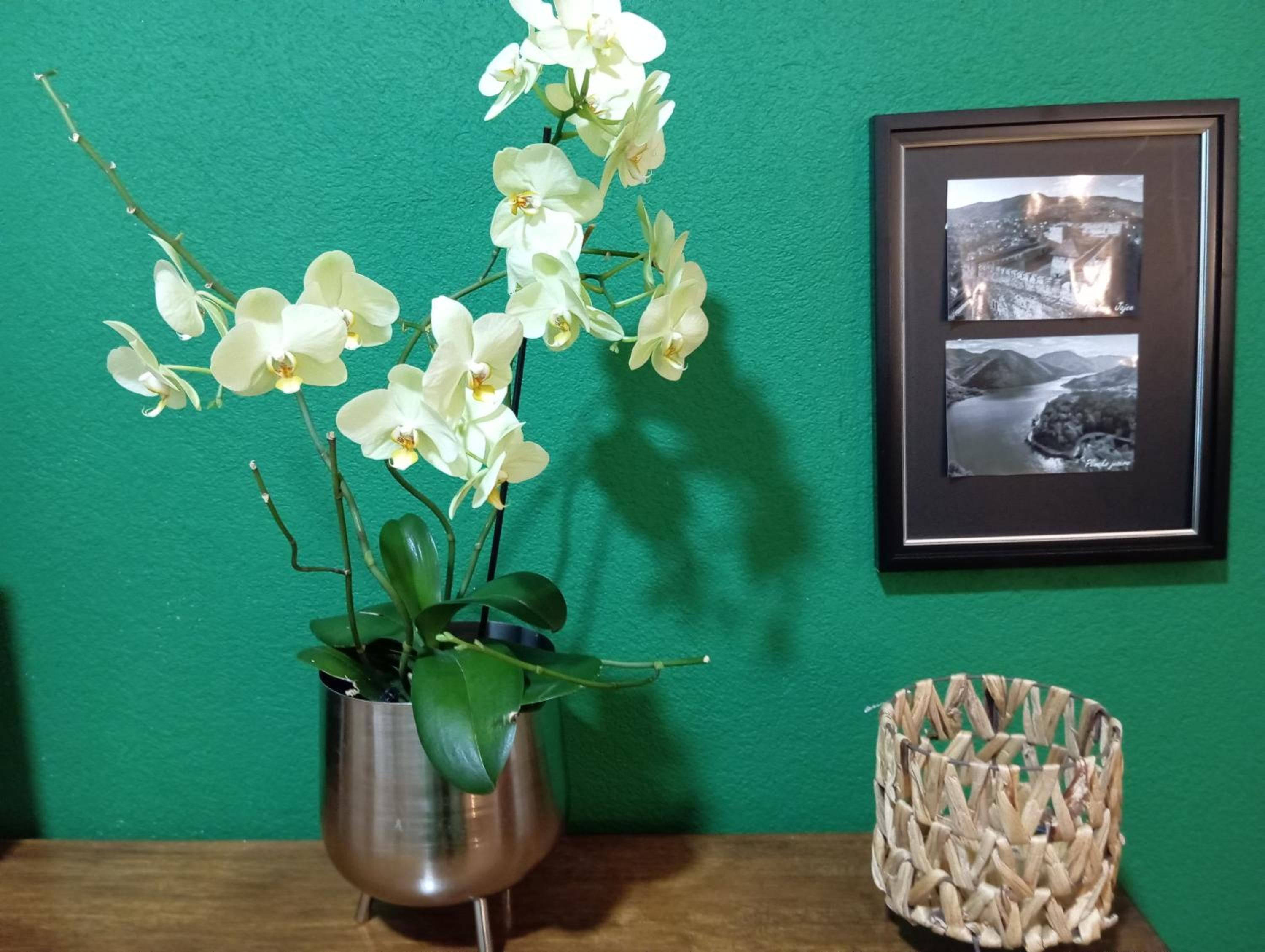 The Orchid