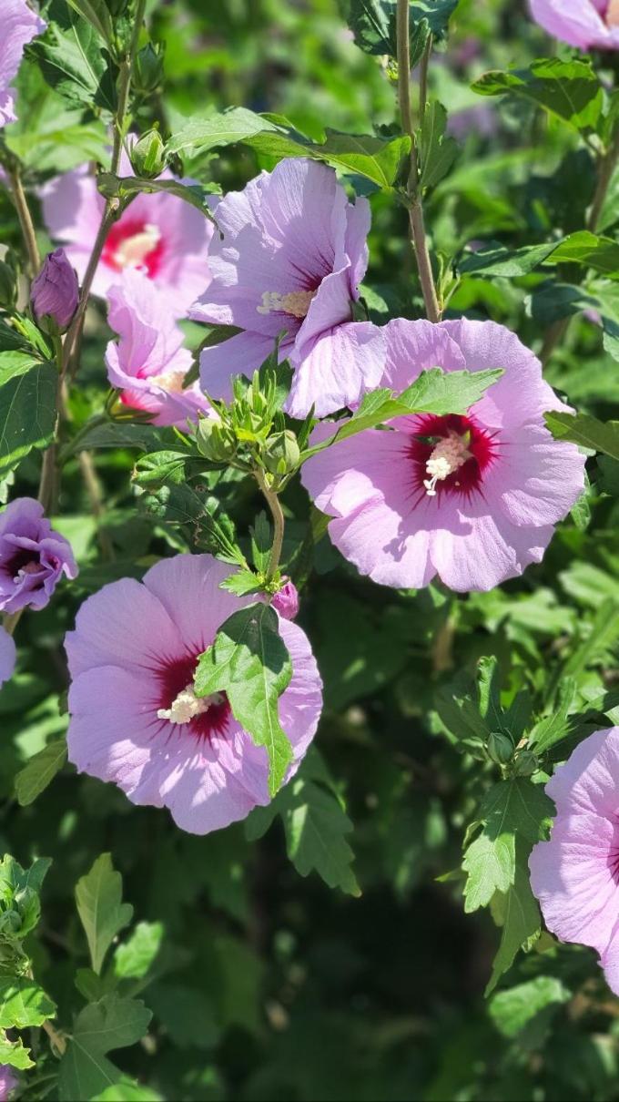 Rose of Sharon - Meerblick, Neubau, Polarstar Komplex, Sveti Vlas