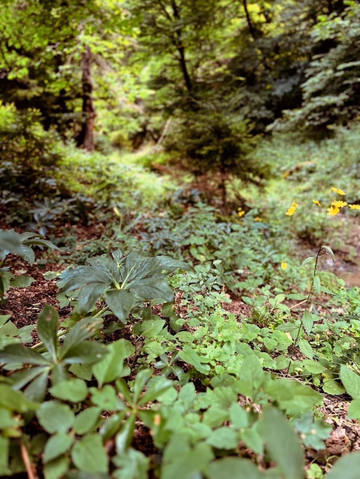 Cozy house in the forest view 4