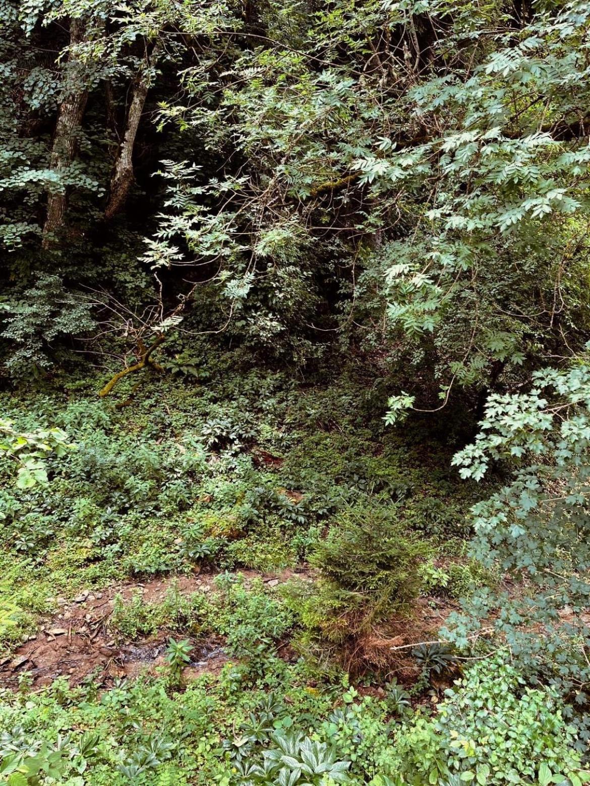 Cozy house in the forest view 3