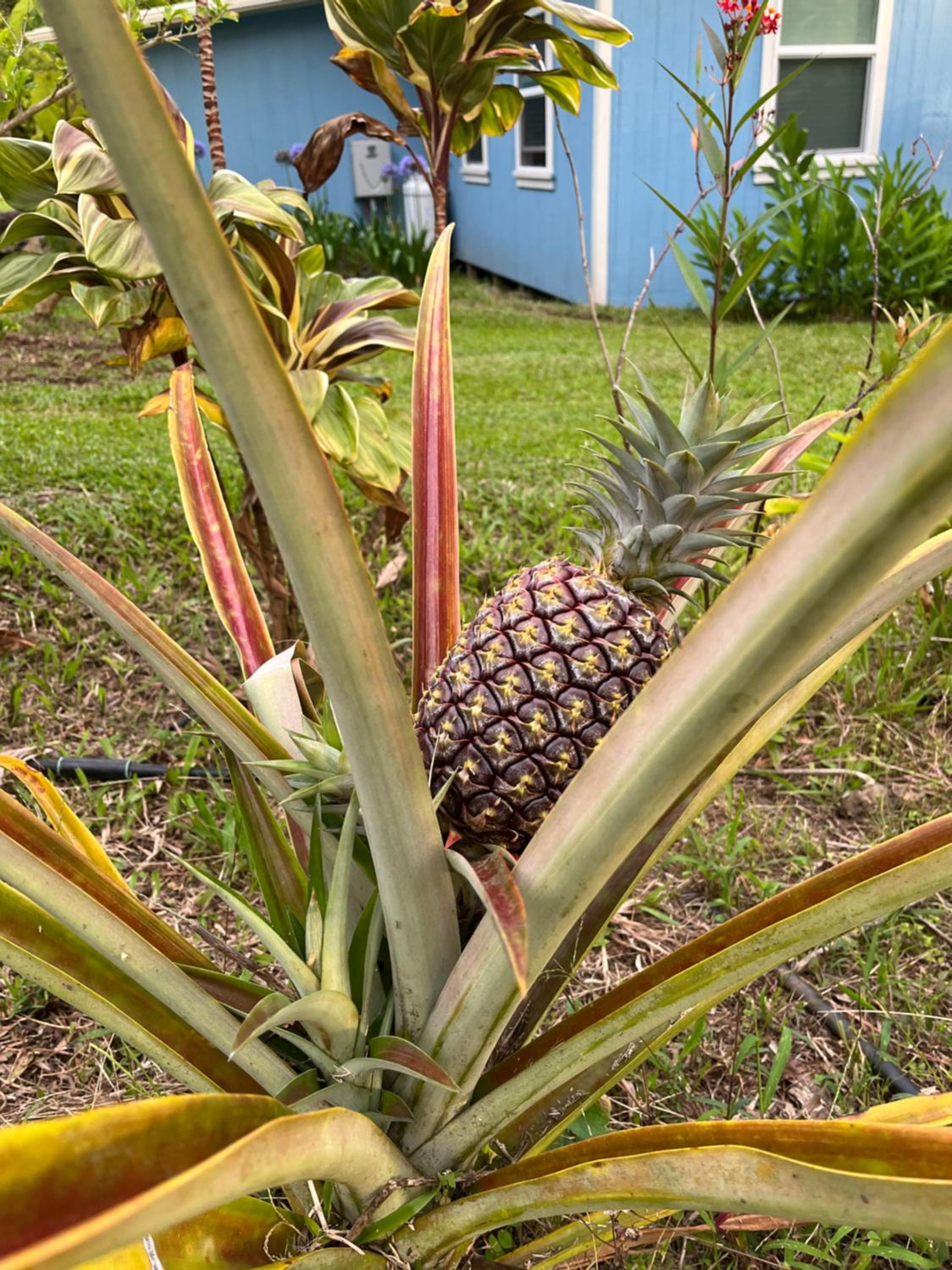 Newly Renovated Farmhouse in Kealakekua