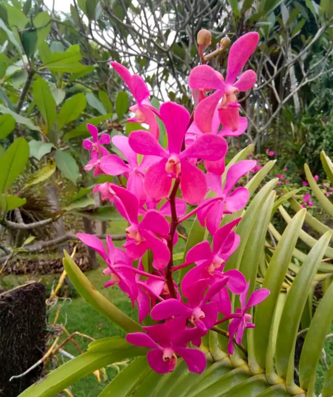 Bungalow Soka