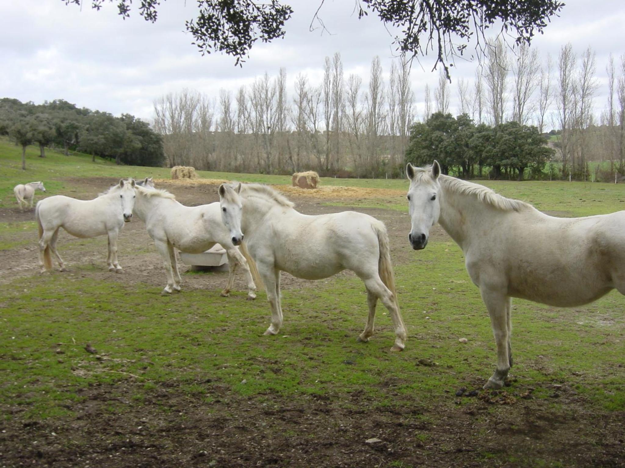 Casa Rural La Torrecilla con PISCINA PRIVADA