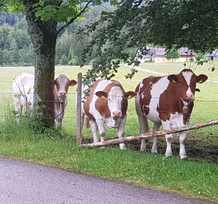 Ferienwohnungen Taverne