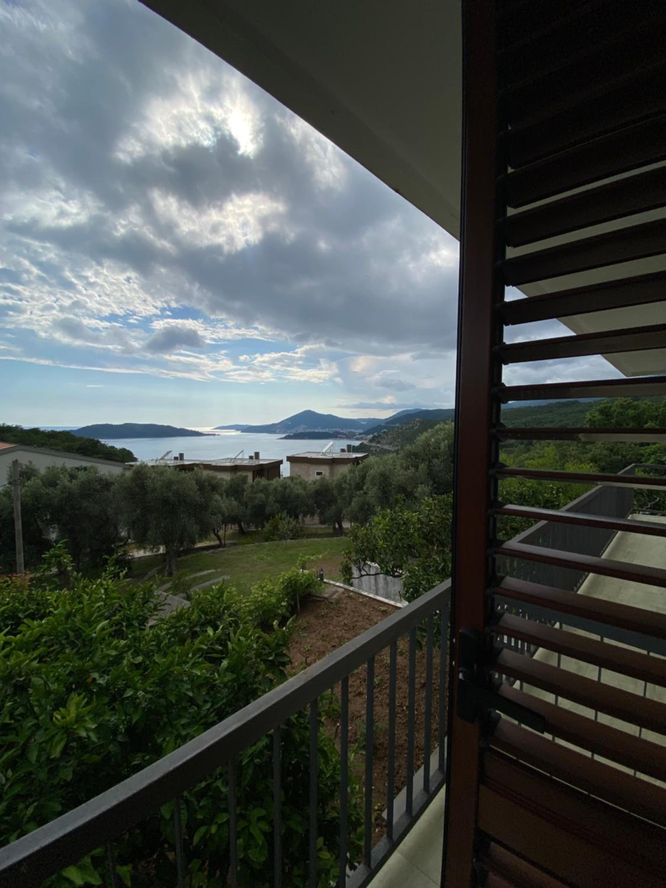 Green olive 1 view 3