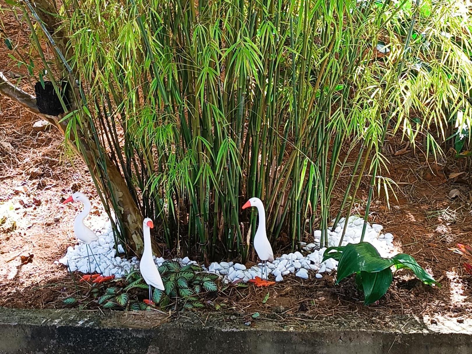 Cantinho da Mata. A Natureza no Quintal. Ibituruna