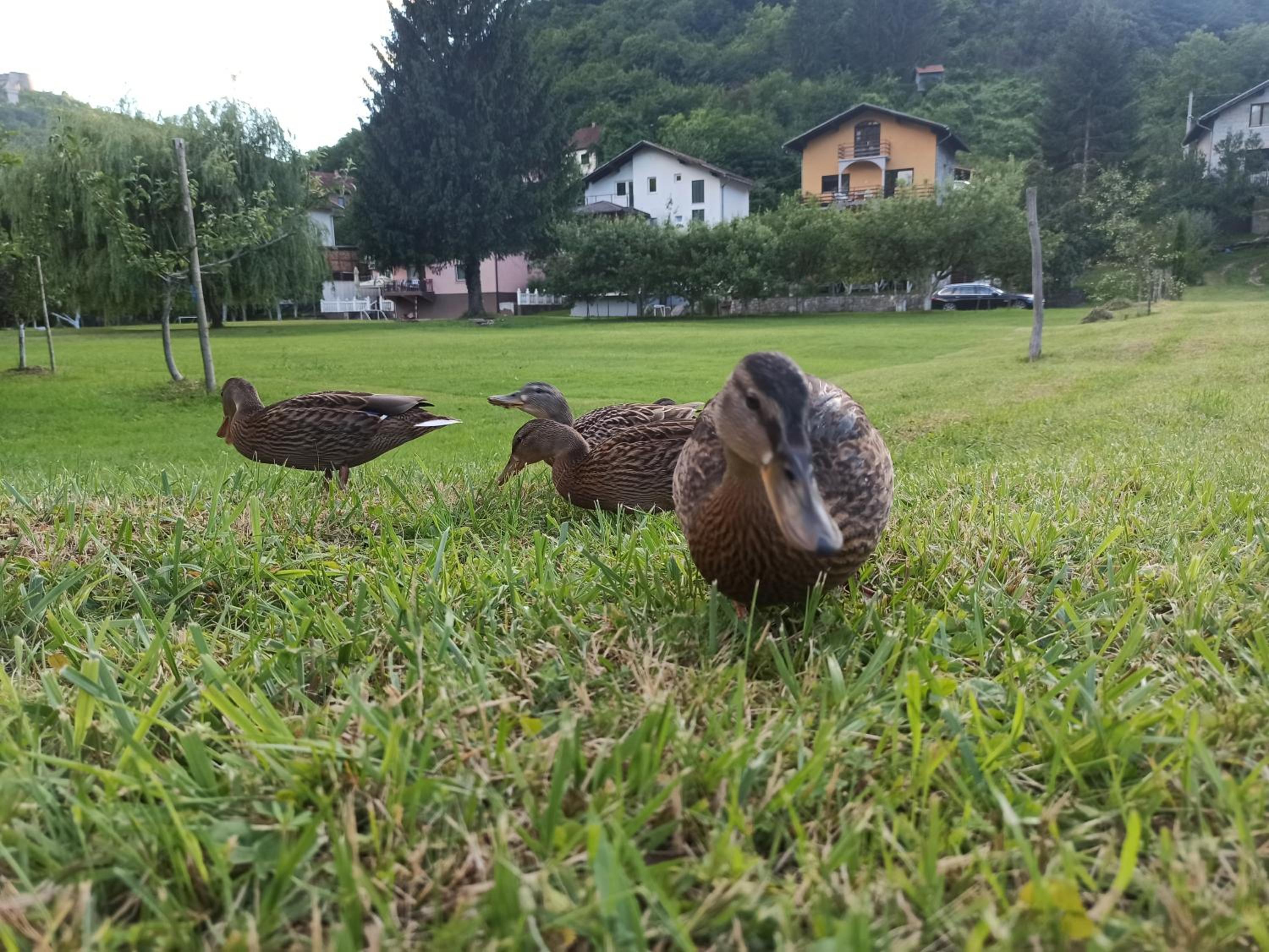 Bosana