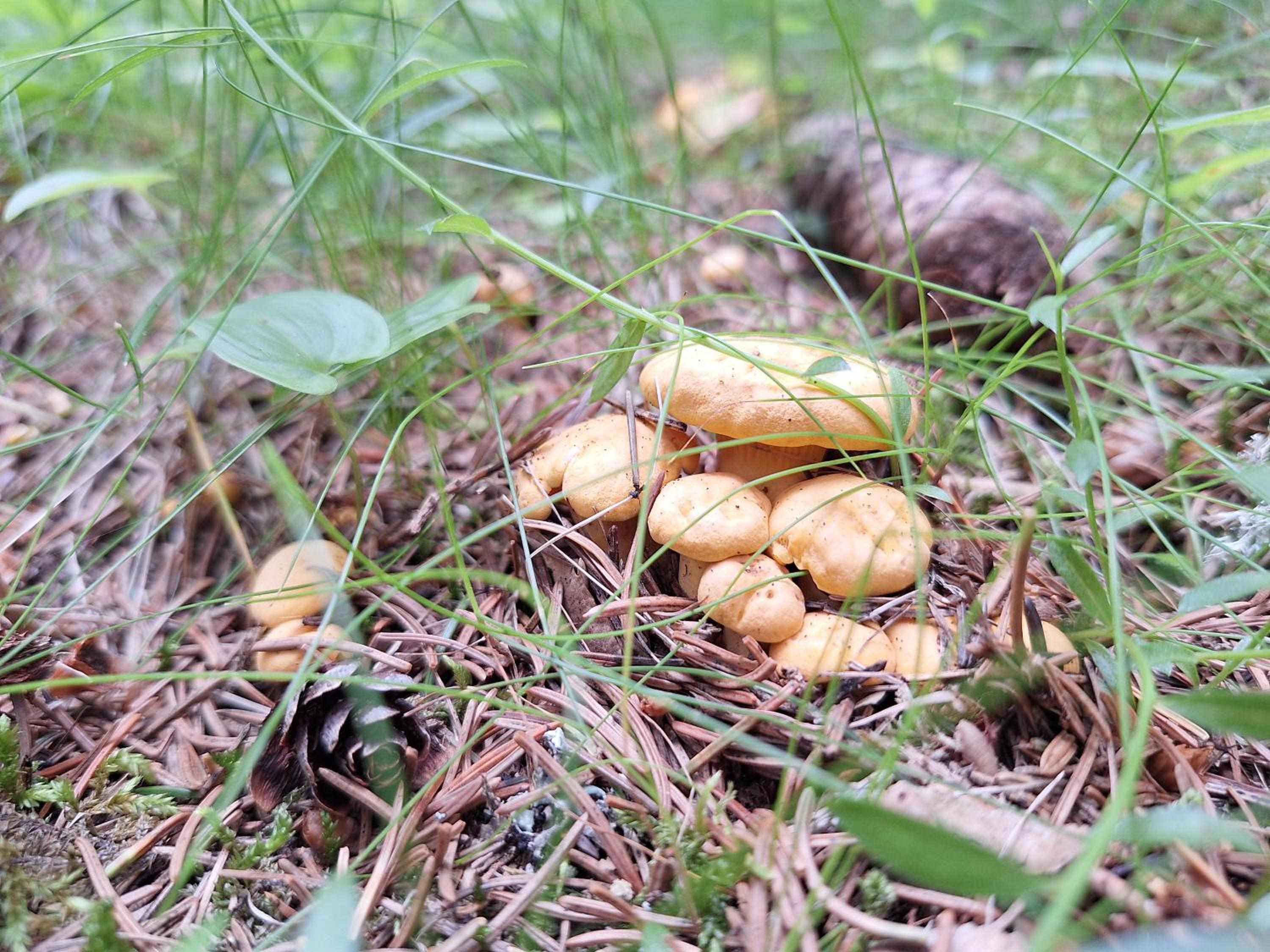 Naturpark Bauernhof Sperl