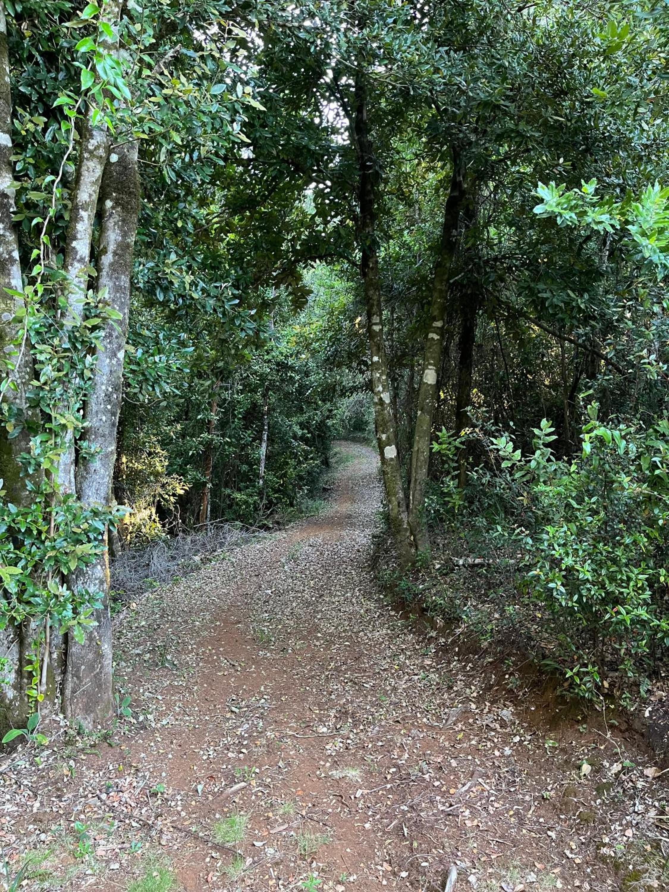 Cabañas japonesas en el bosque KURO y AKA