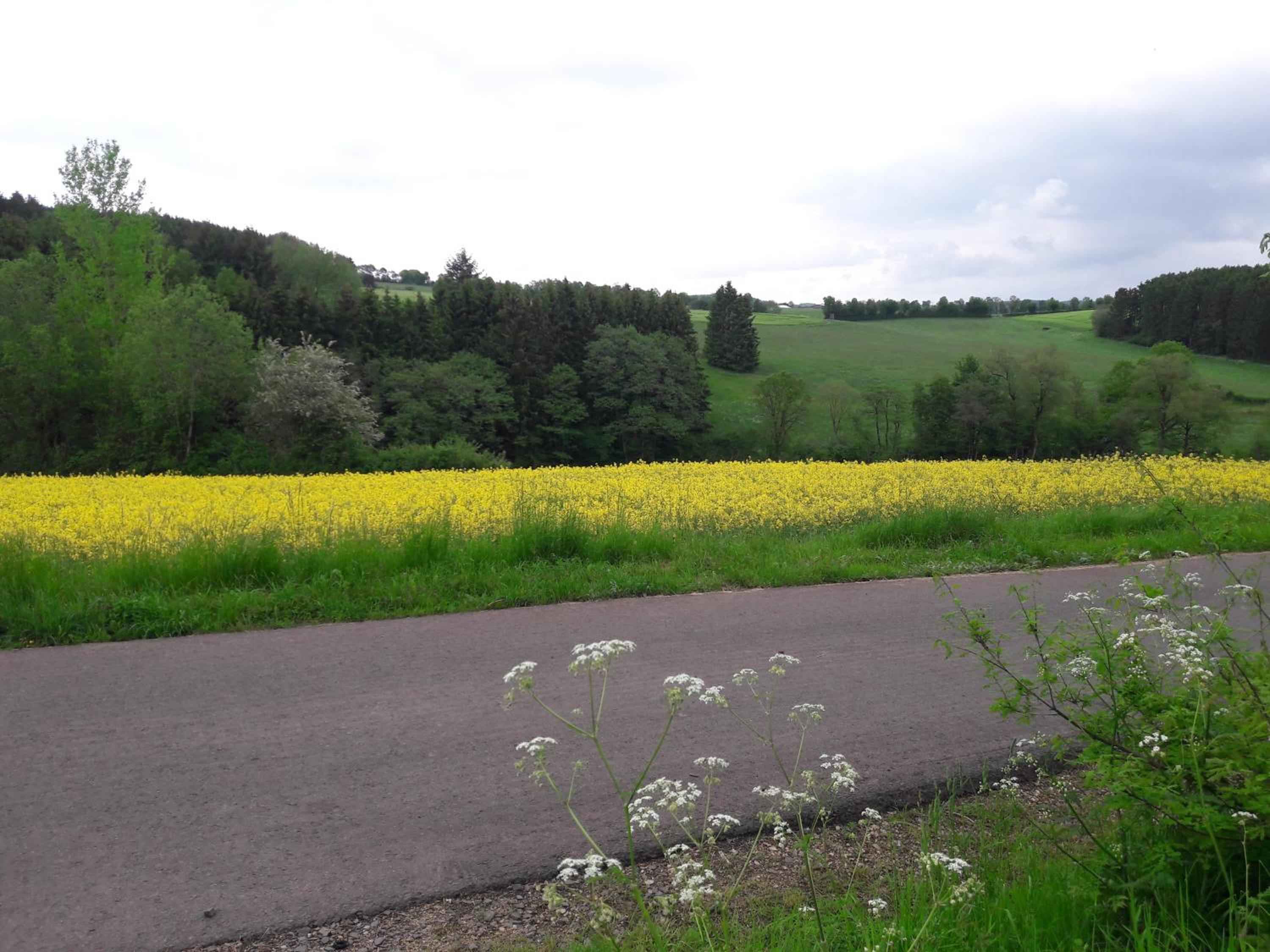 Haus am Wald