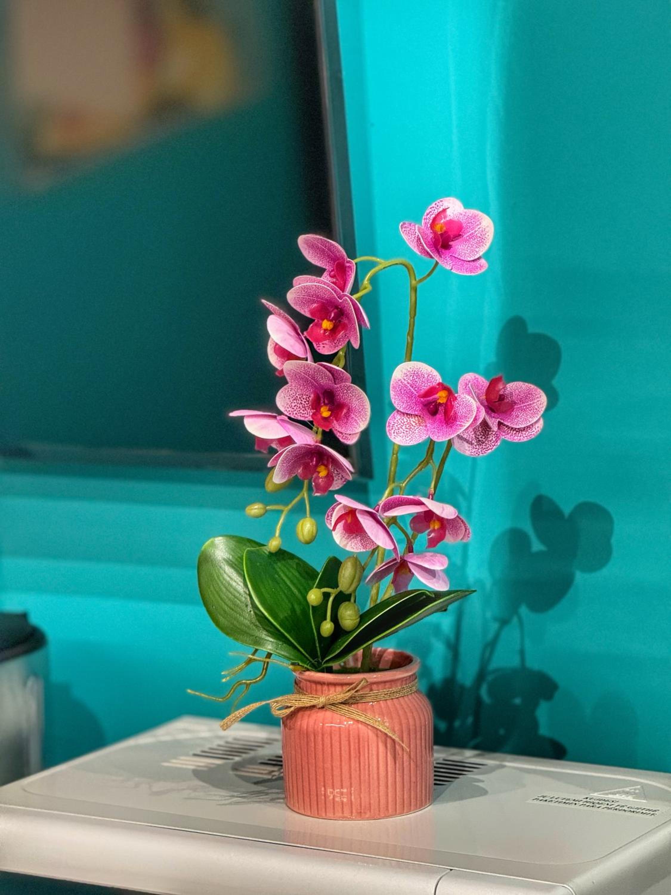 Apartment Ohana