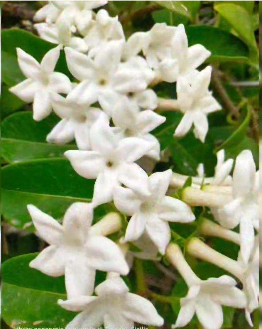 Plumbago