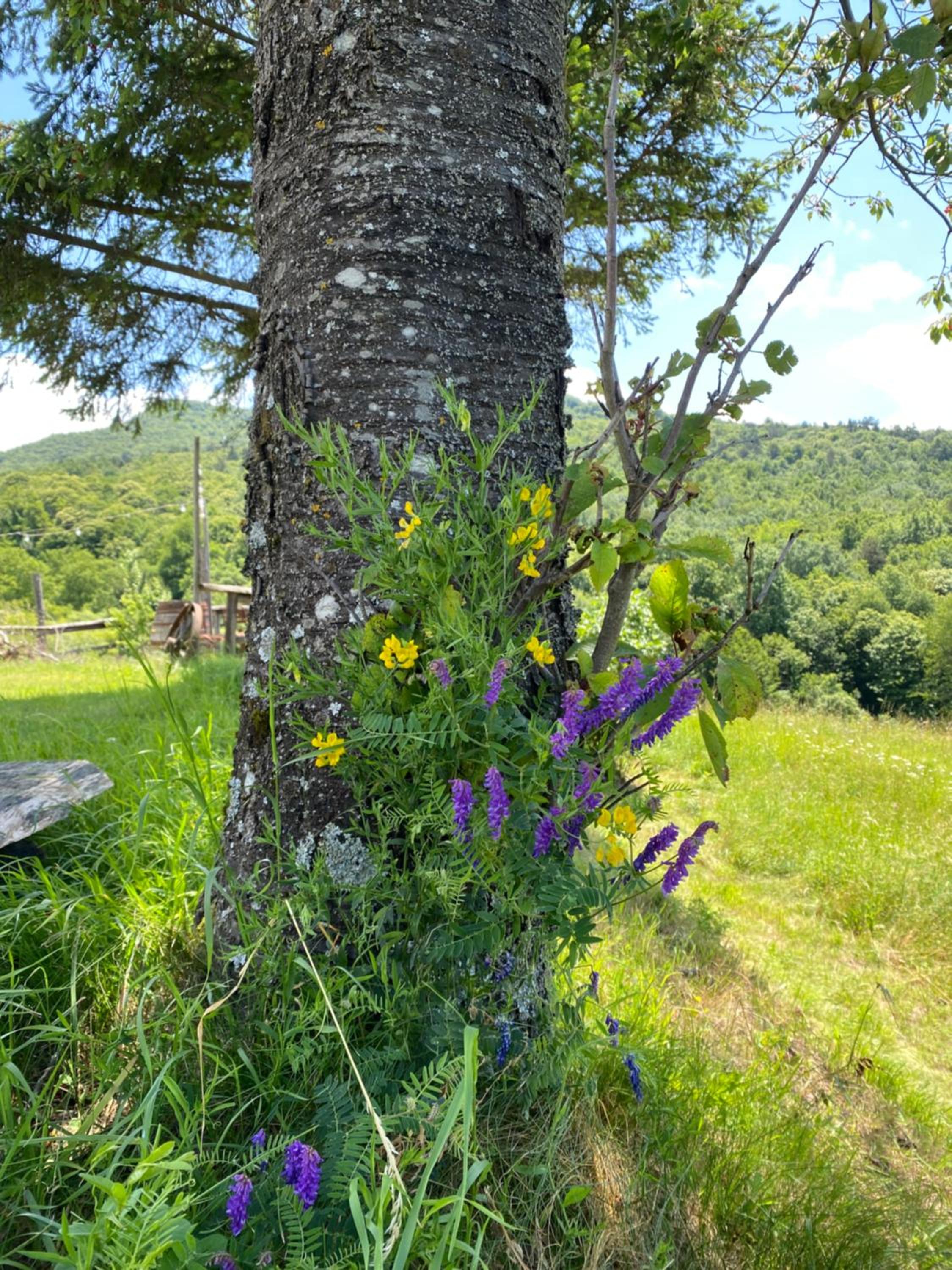 casAnita