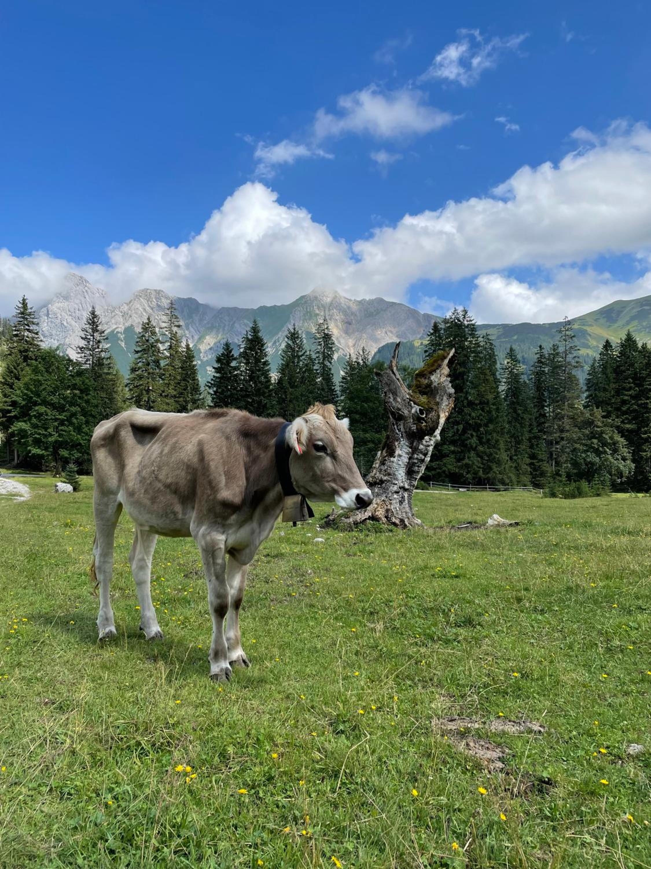 Alpenkind