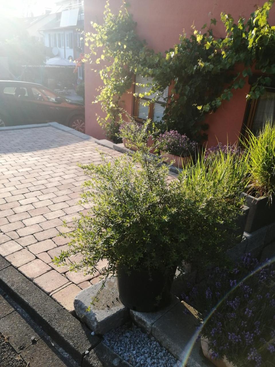 Haus Meersburg Garten