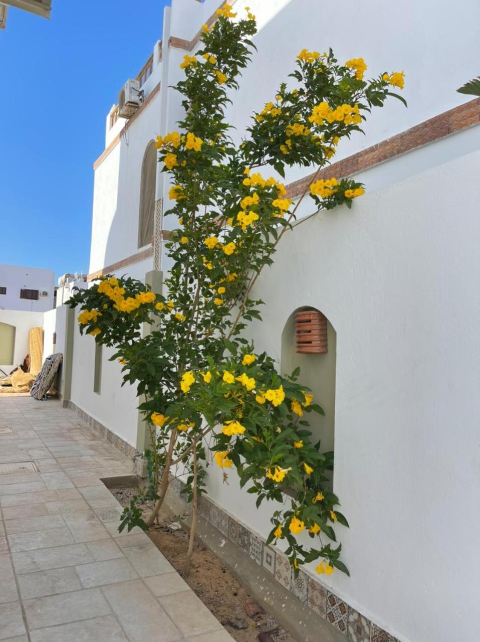 Elite Hostel Dahab