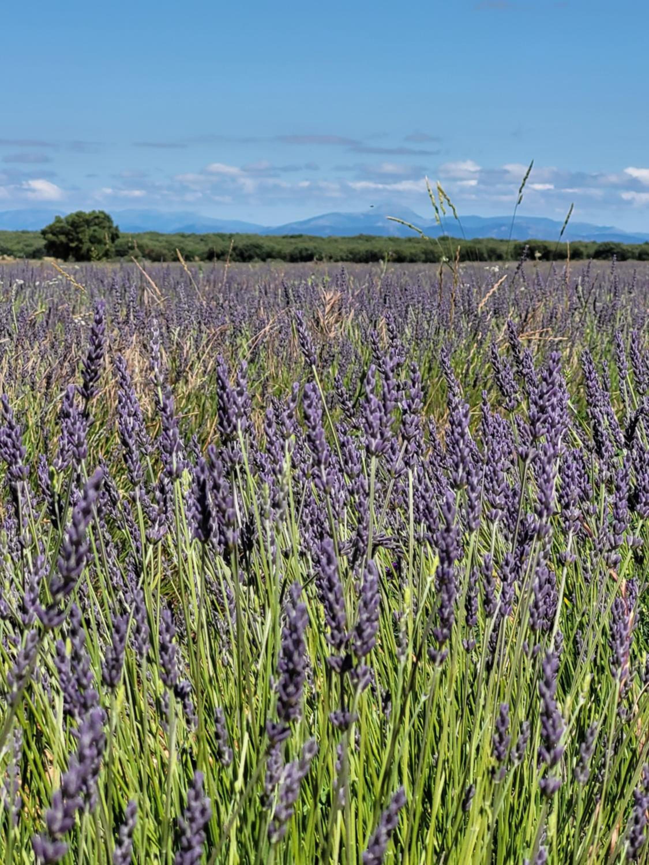 La Morada del Arcipreste