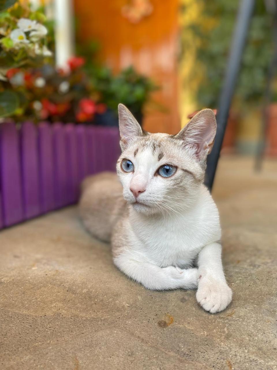 Joan Guesthouse photo 5