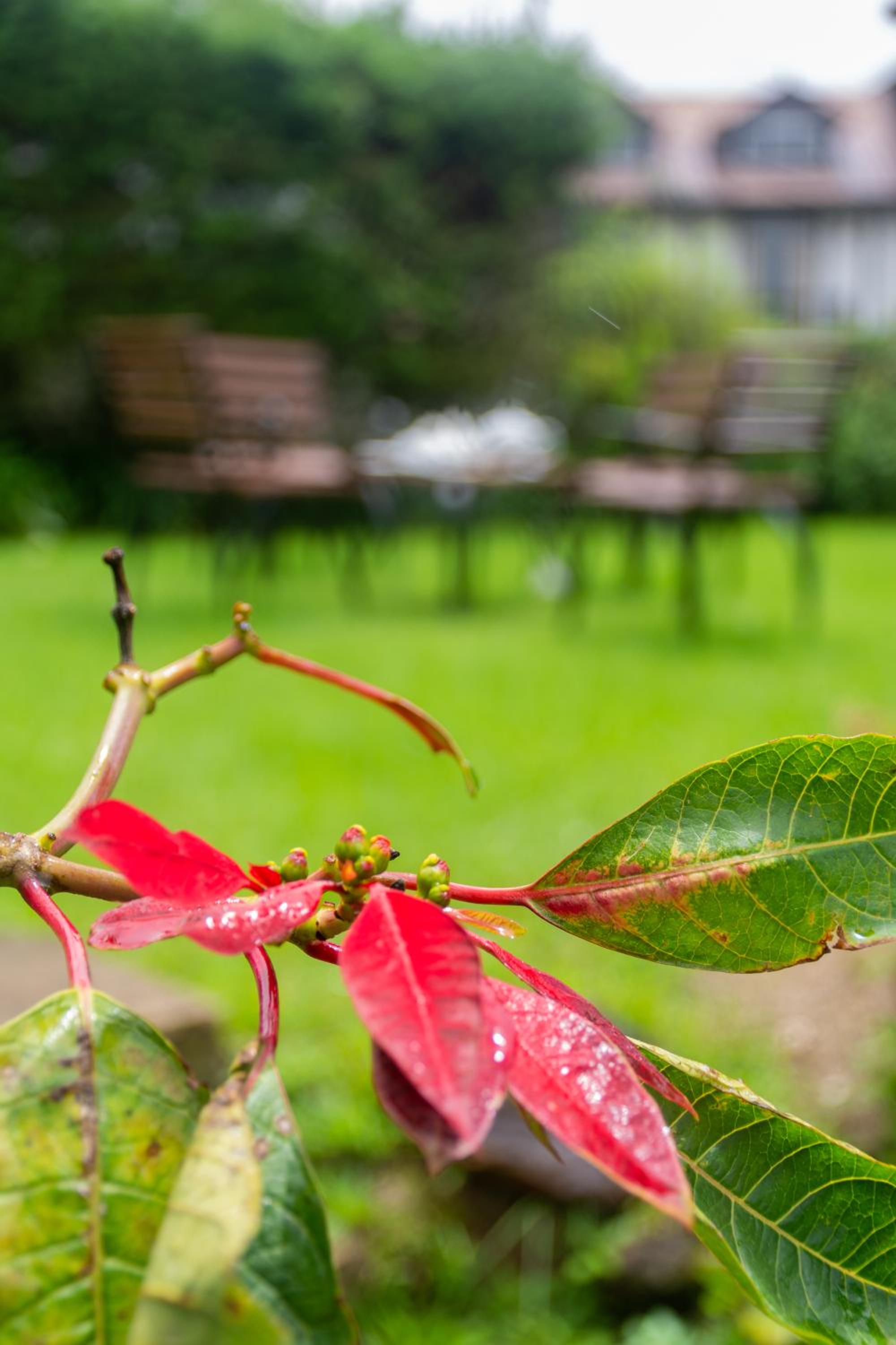 Tranquil Garden Nuwara Eliya