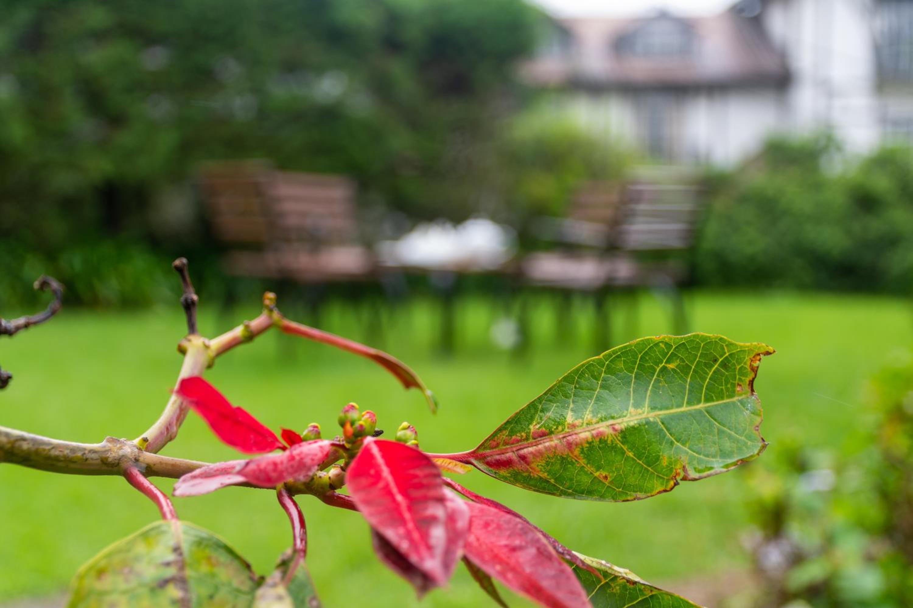 Tranquil Garden Nuwara Eliya