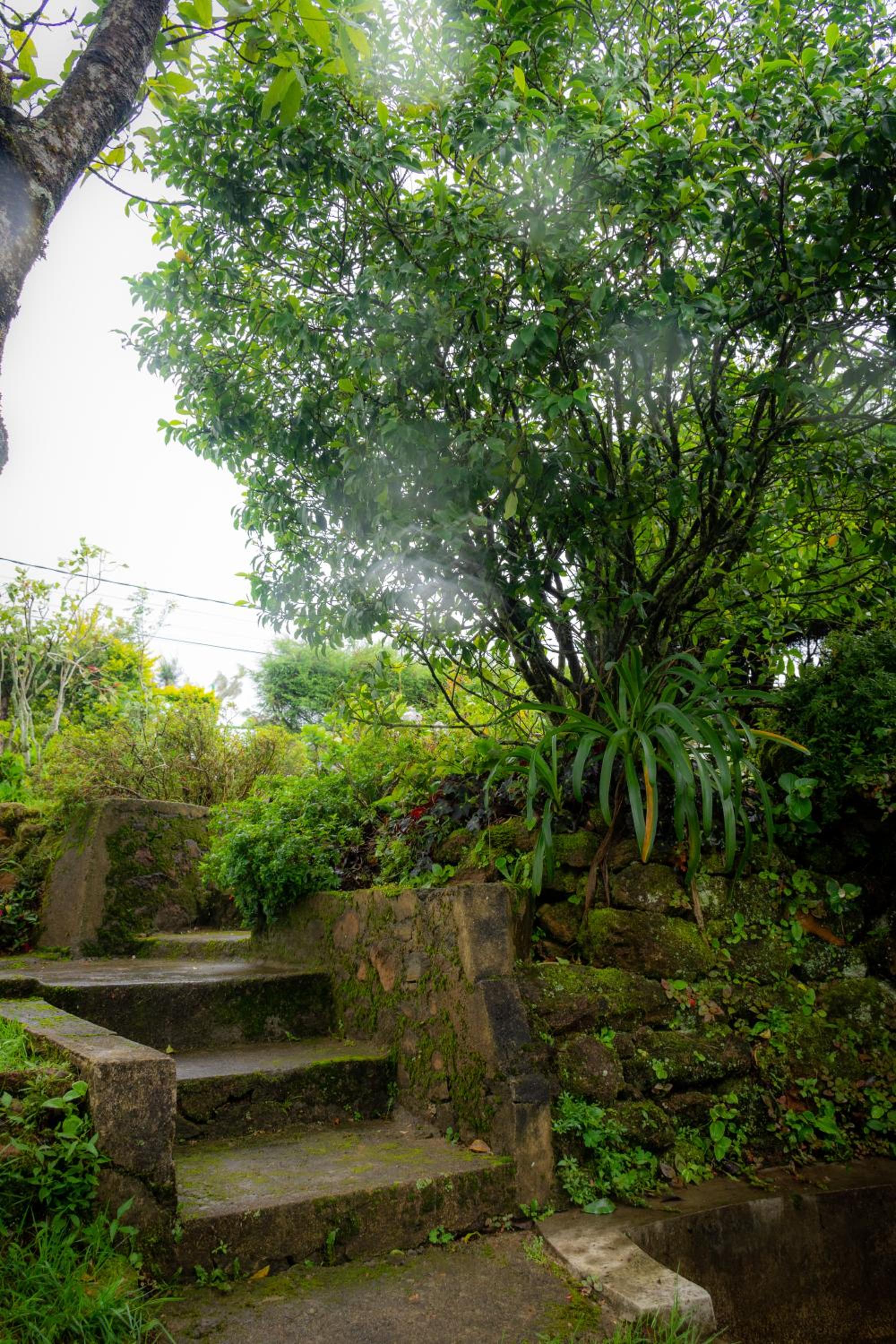 Tranquil Garden Nuwara Eliya