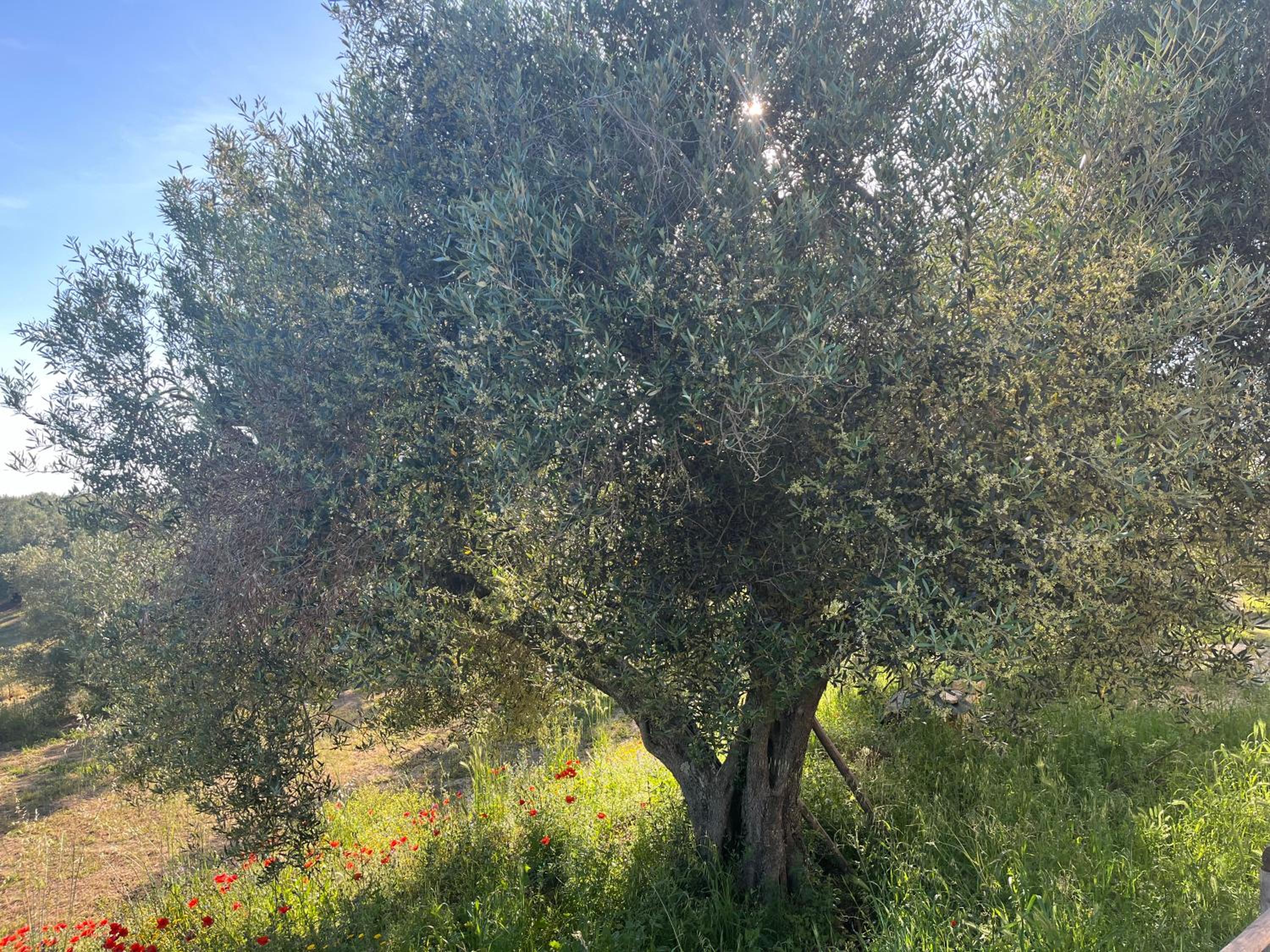 Fattoria Iluigi