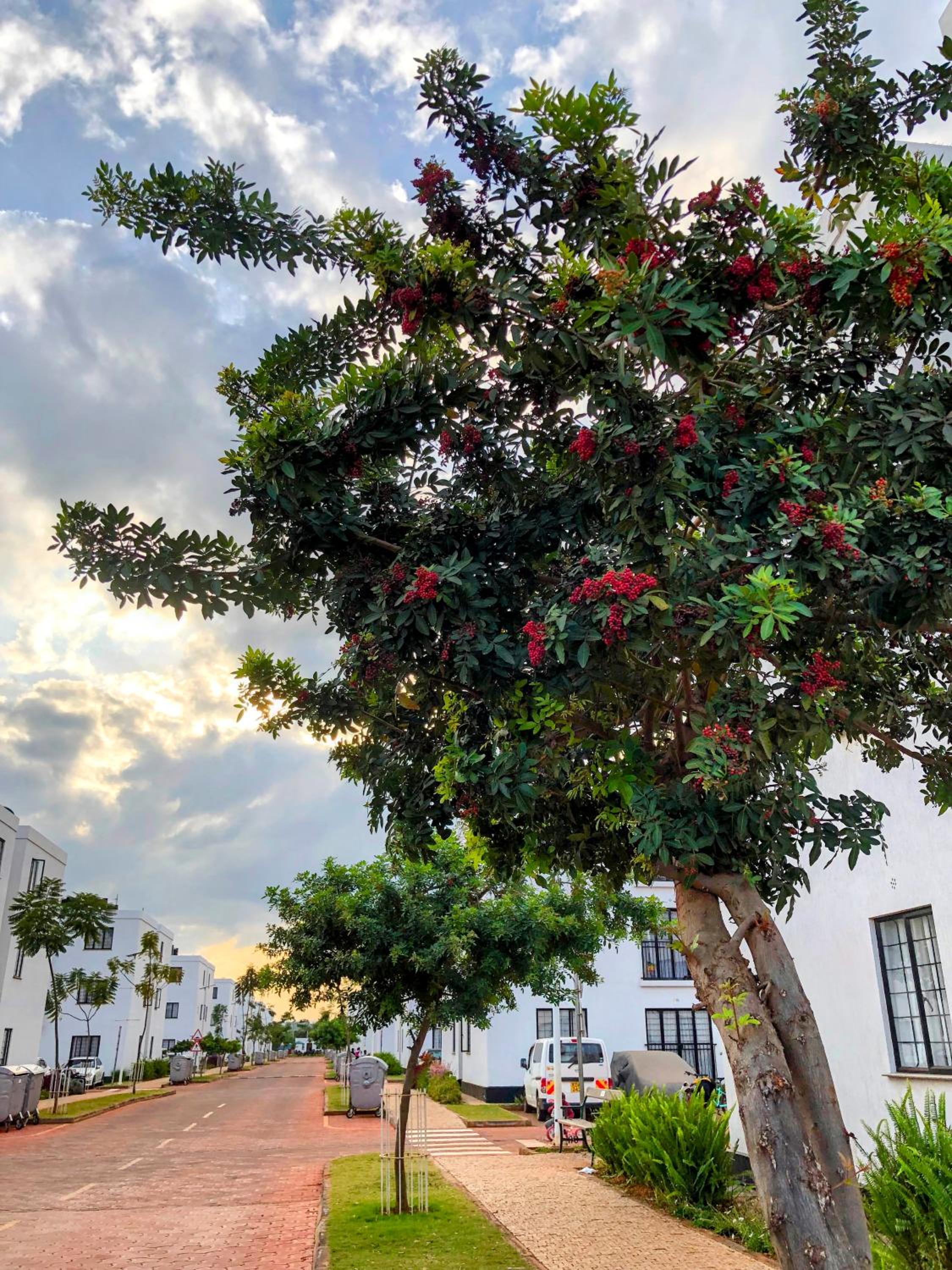 The House Beautiful, Tatu City view 4