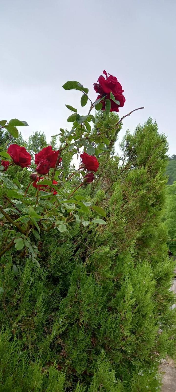 Sarajevo Hills,garage parking and big garden free