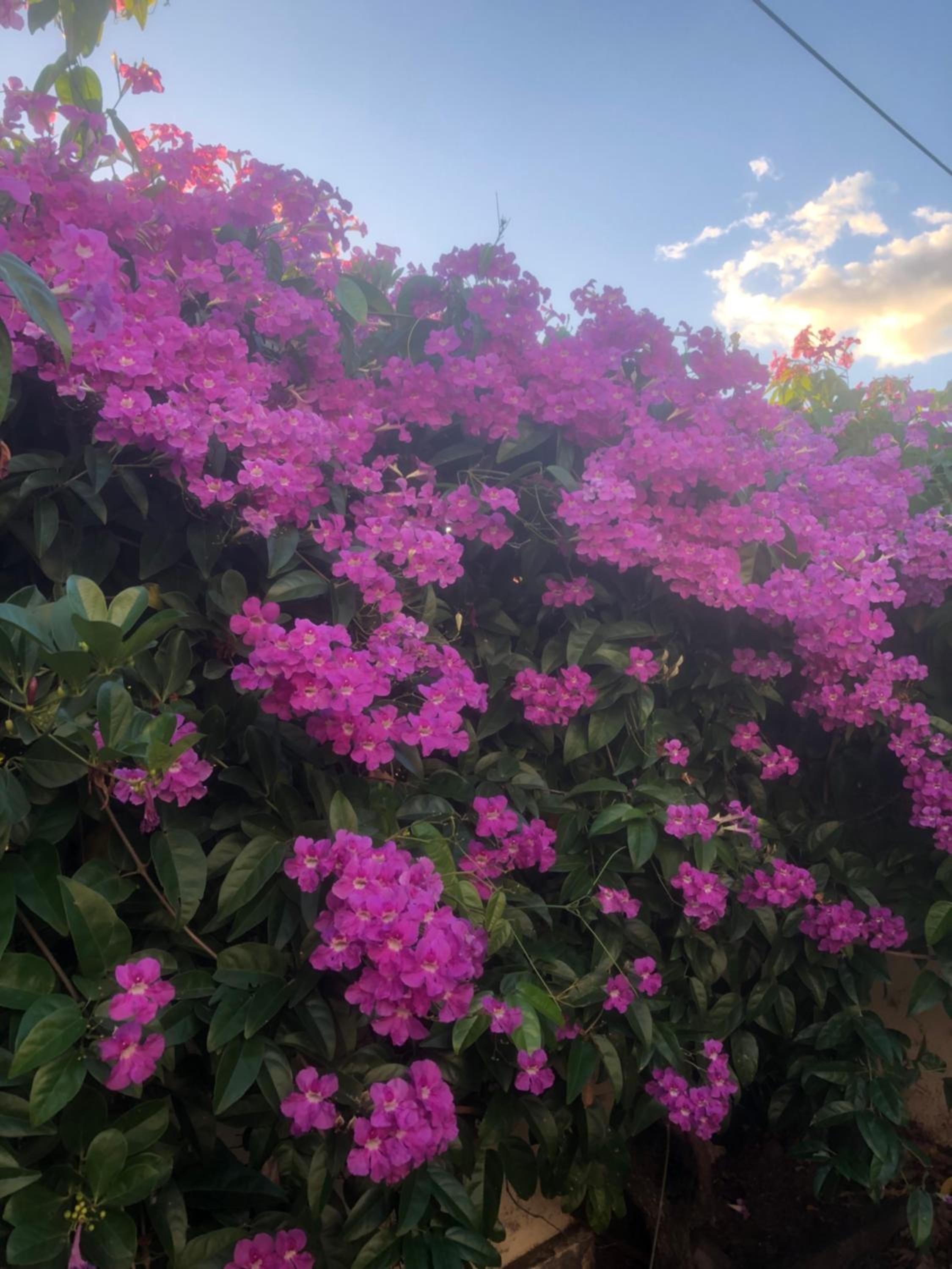 Sarithea, photo 16