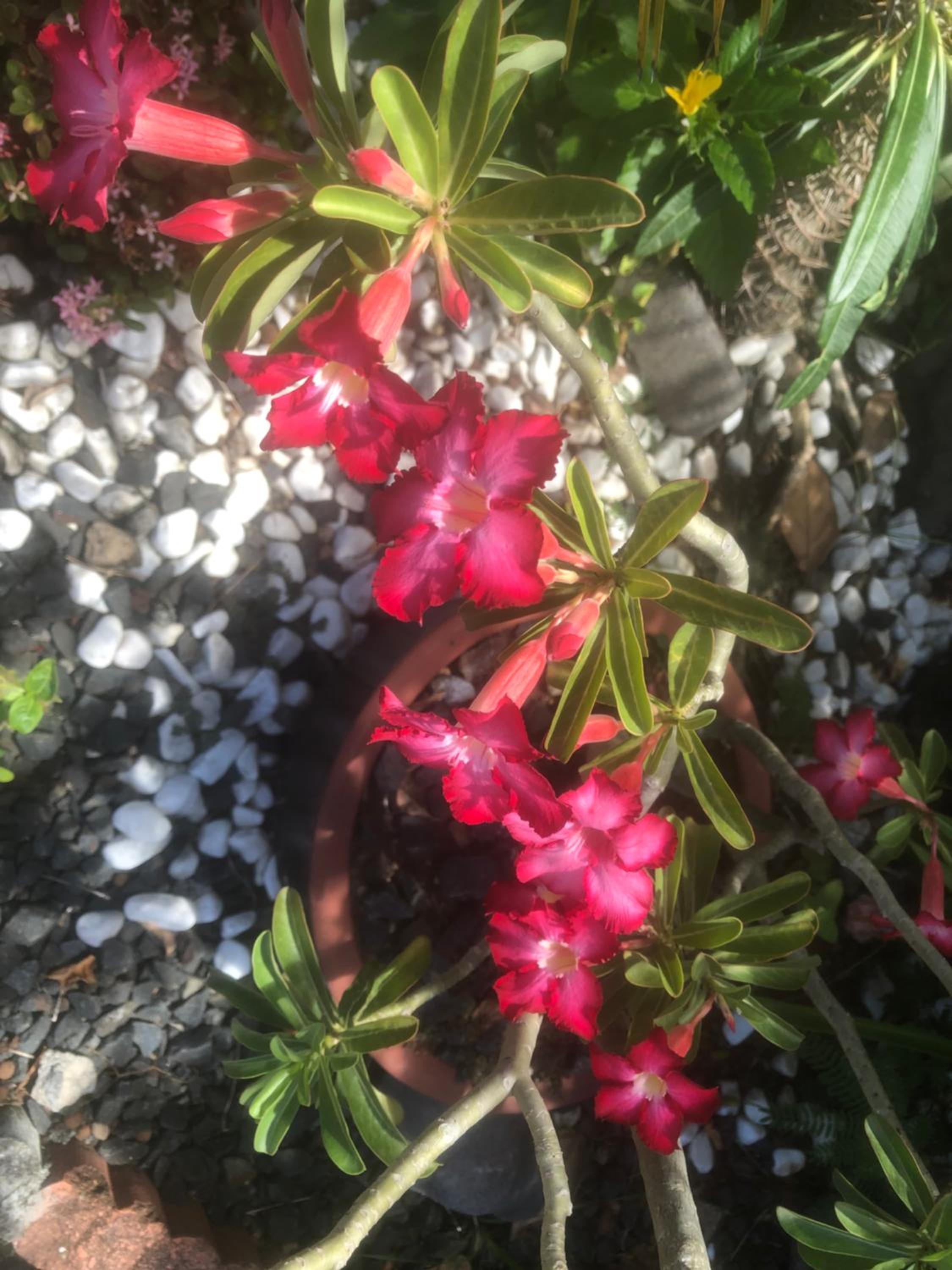 Sarithea, photo 9