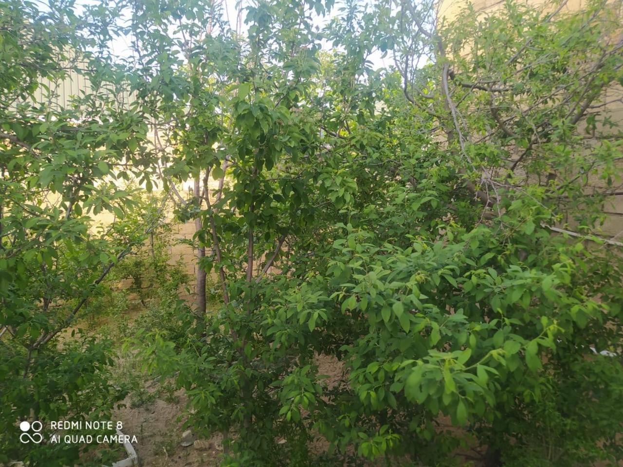 Novxanı