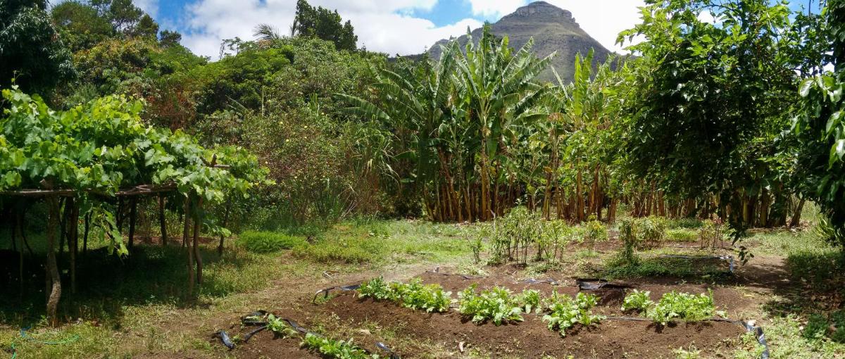 garden
