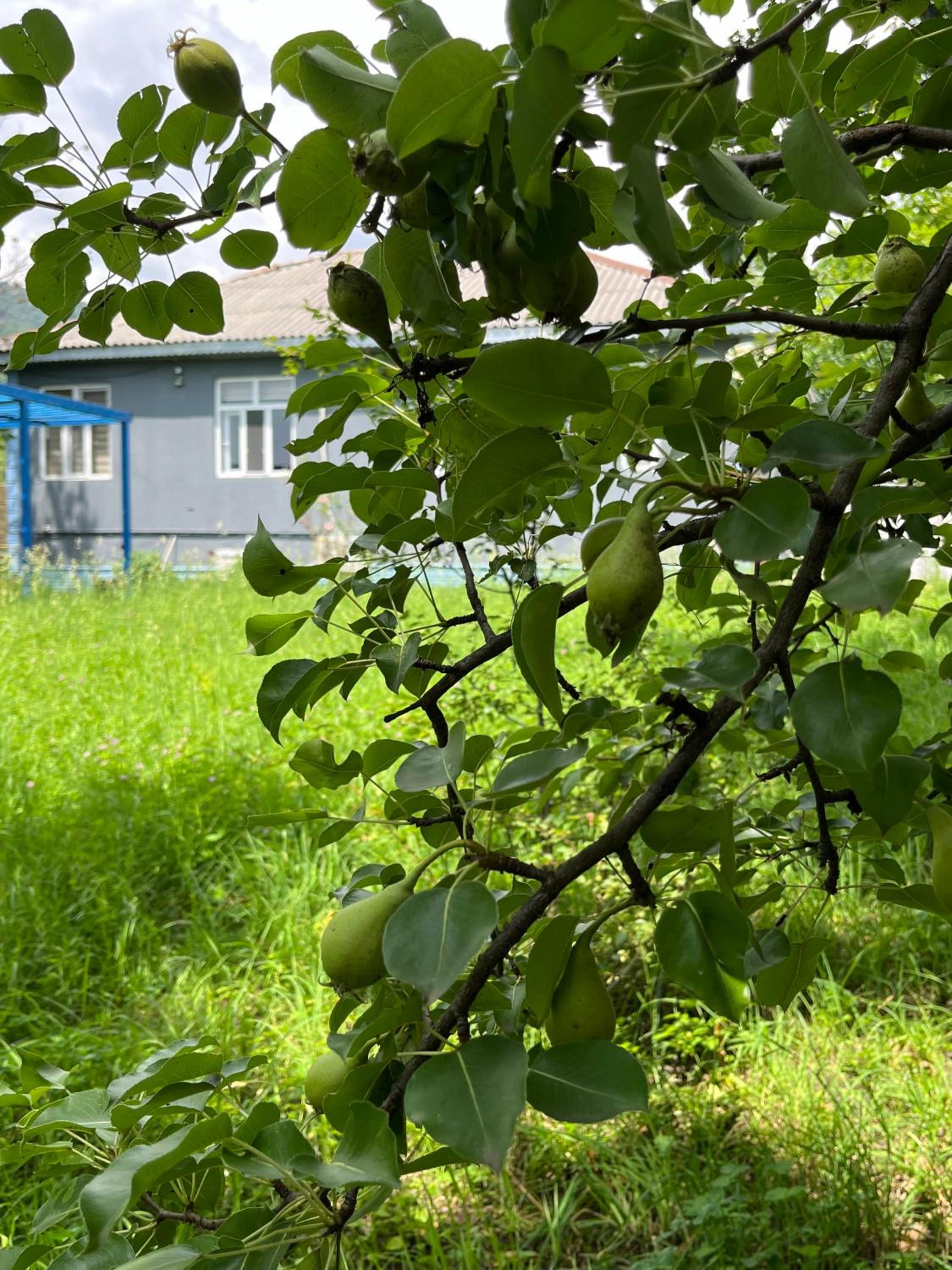 Mountain View Big Garden Guest House in Gabala