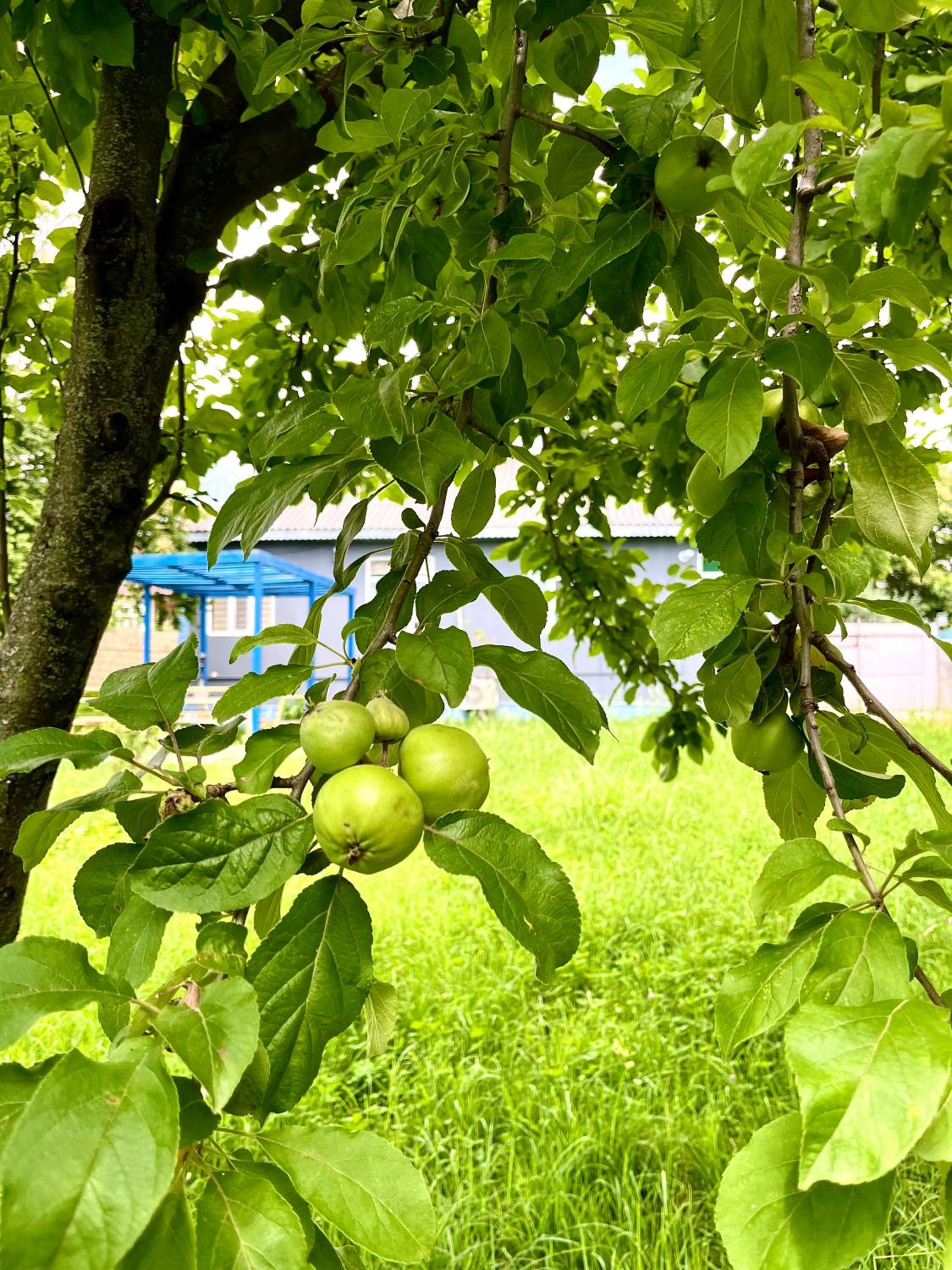Mountain View Big Garden Guest House in Gabala