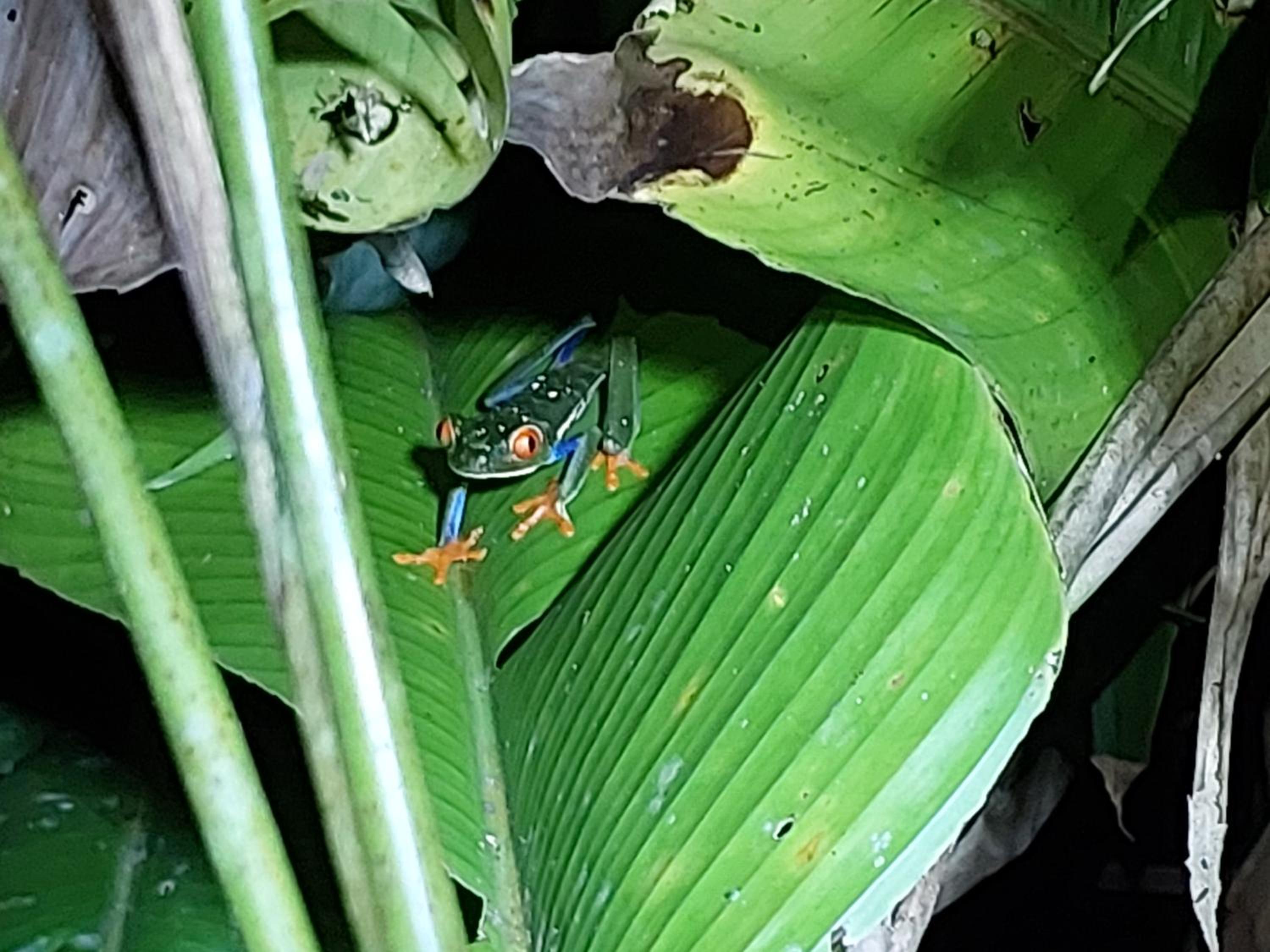 Casa Orquideas