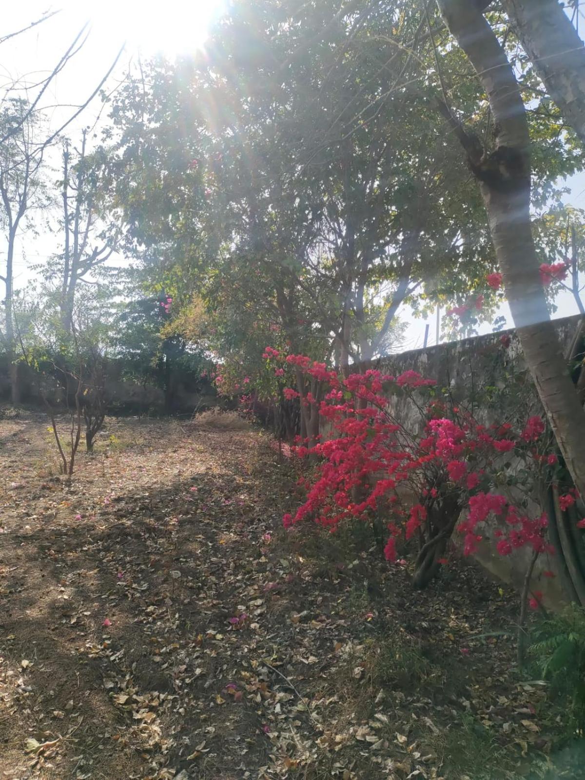 Photo 31