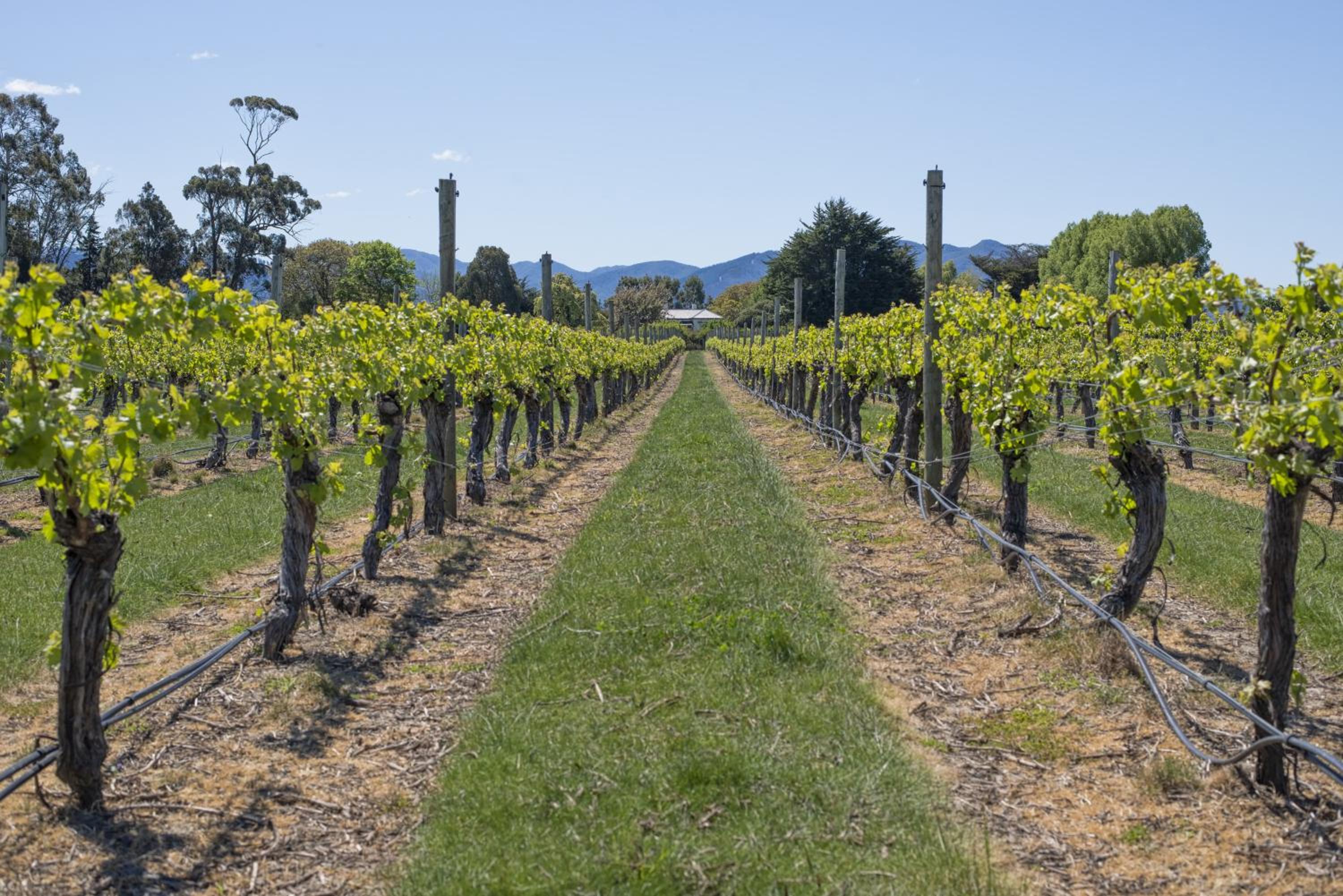 St Leonards Vineyard Cottages - Image 2