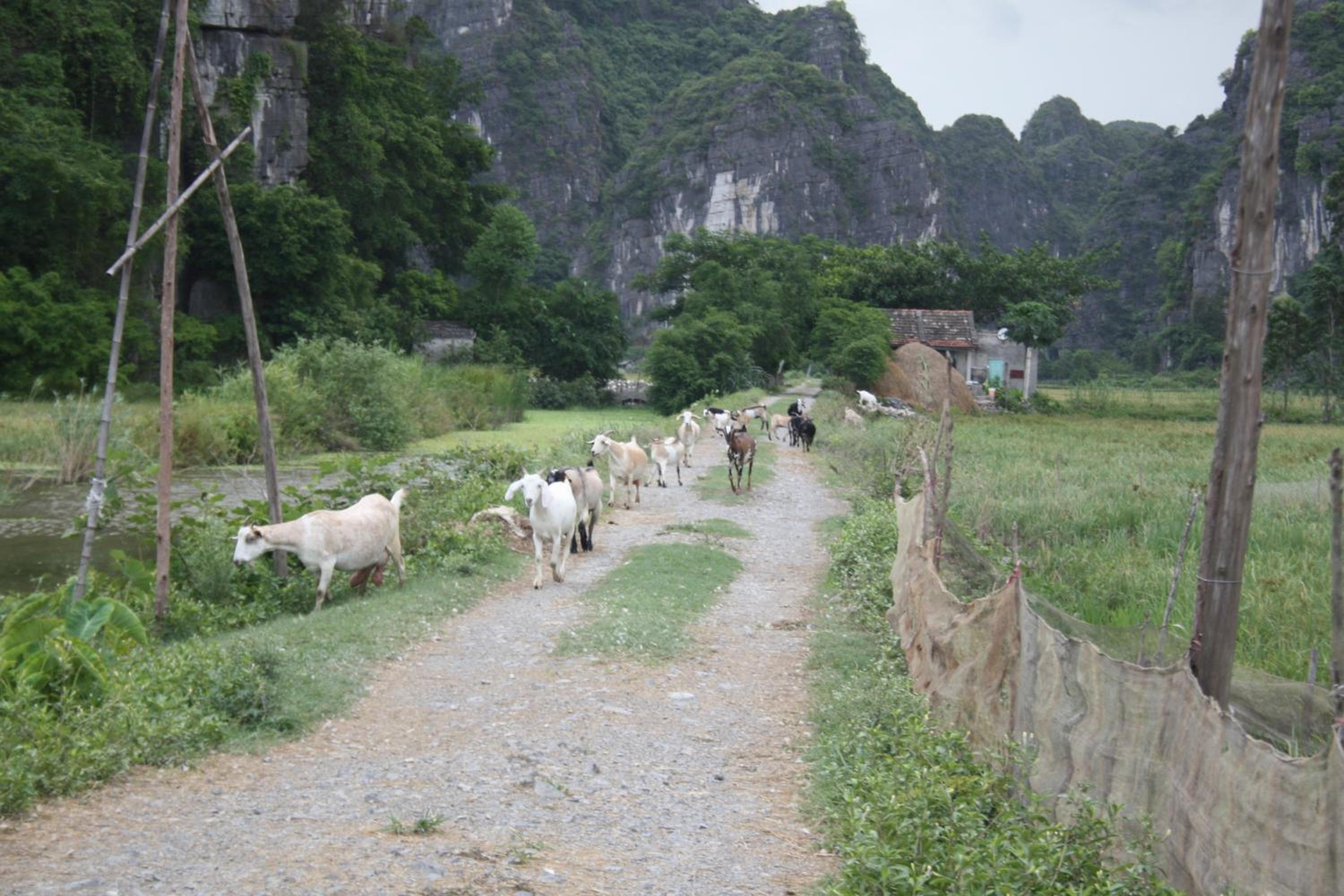 Ninh Binh Valley Homestay