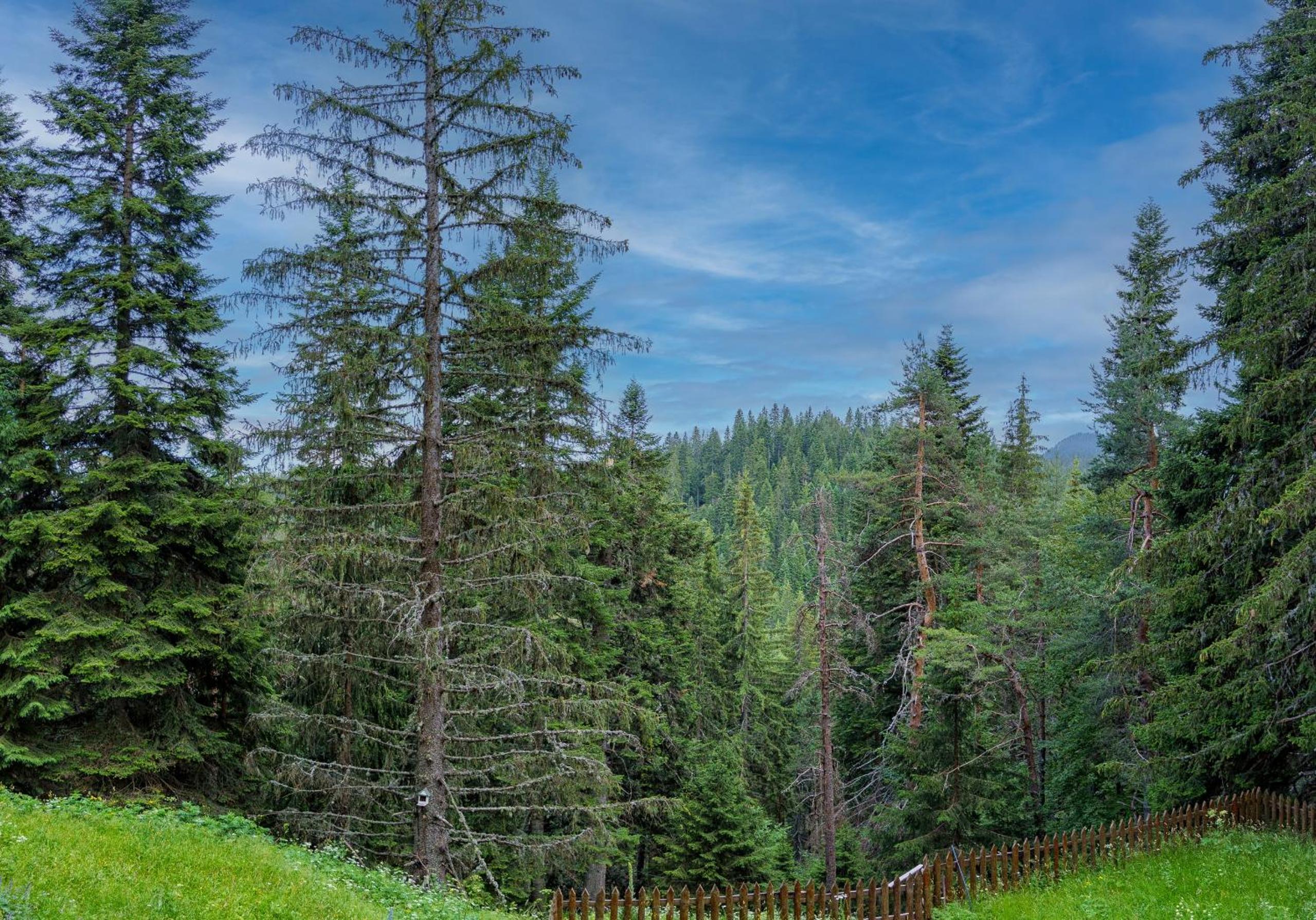 Mursala Pamporovo