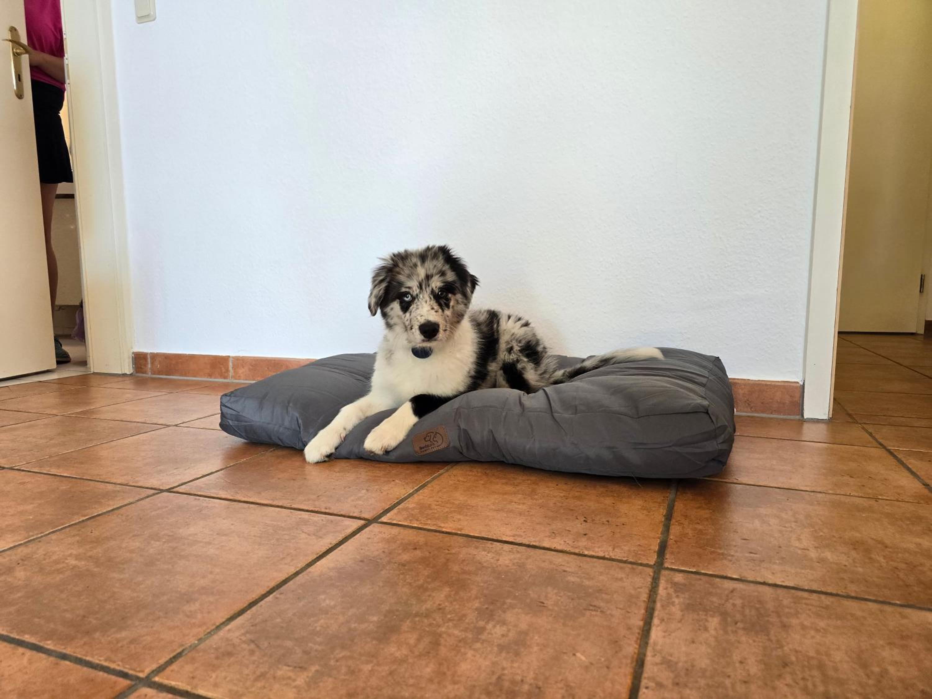 Ferienwohnungen Seehund und Muschel - Urlaub mit Hund