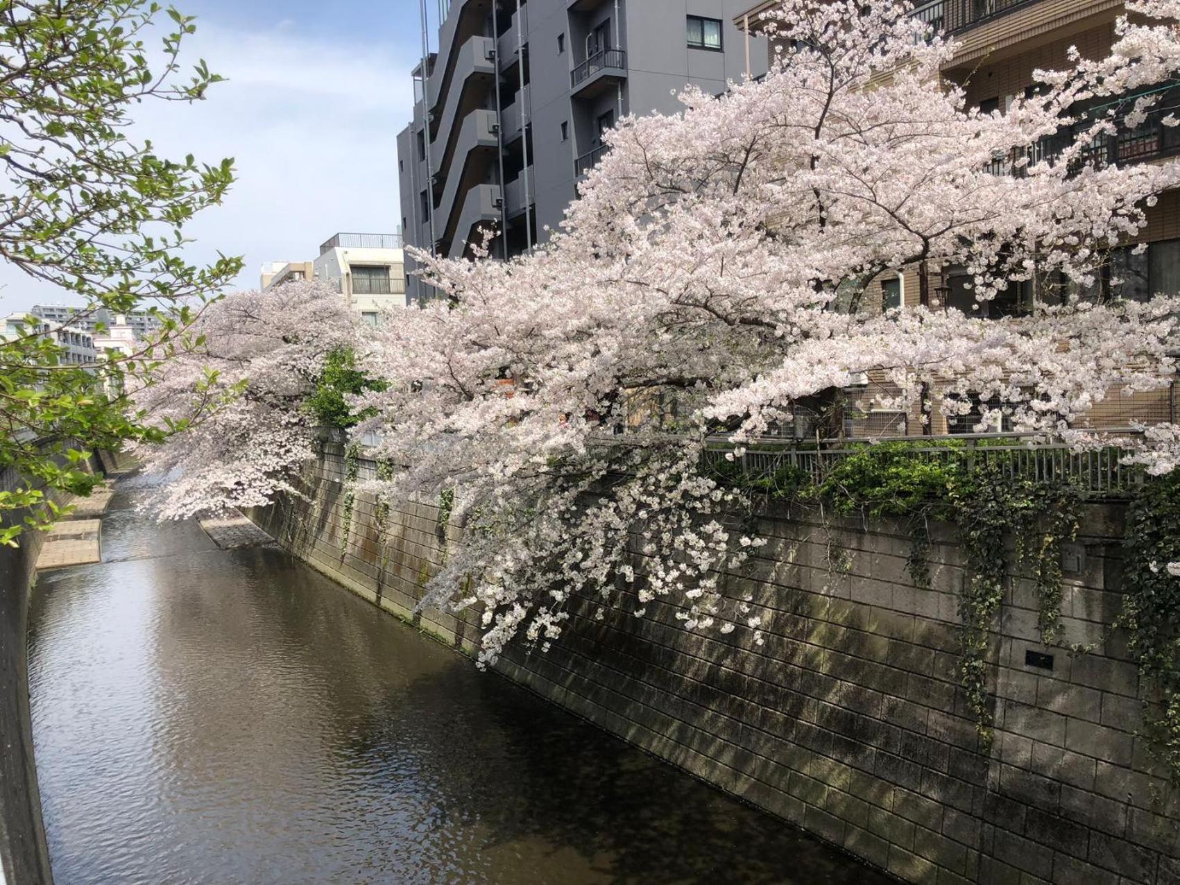 sakurakan