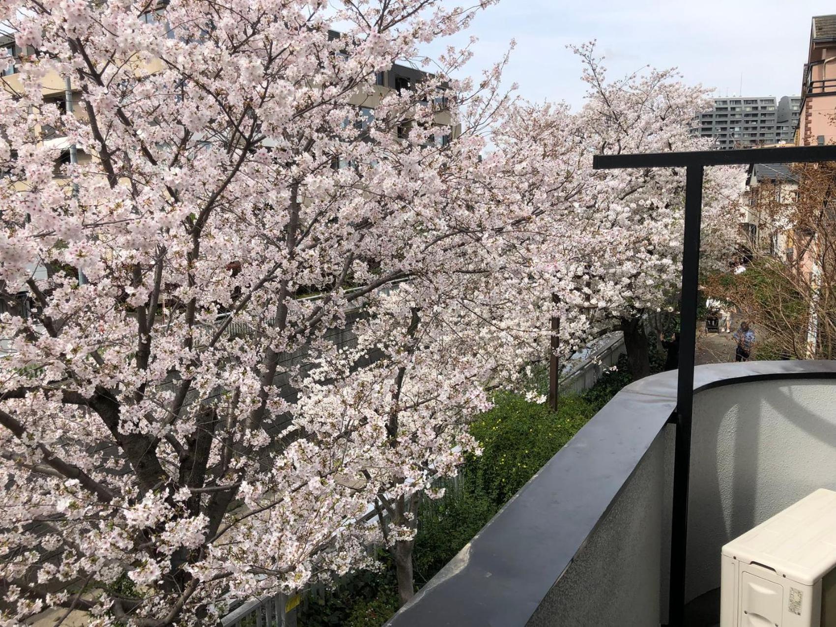 sakurakan