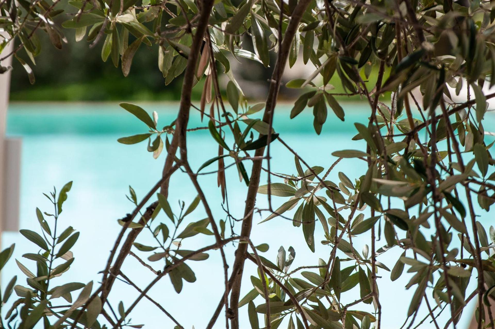 Tenuta Olive Alive