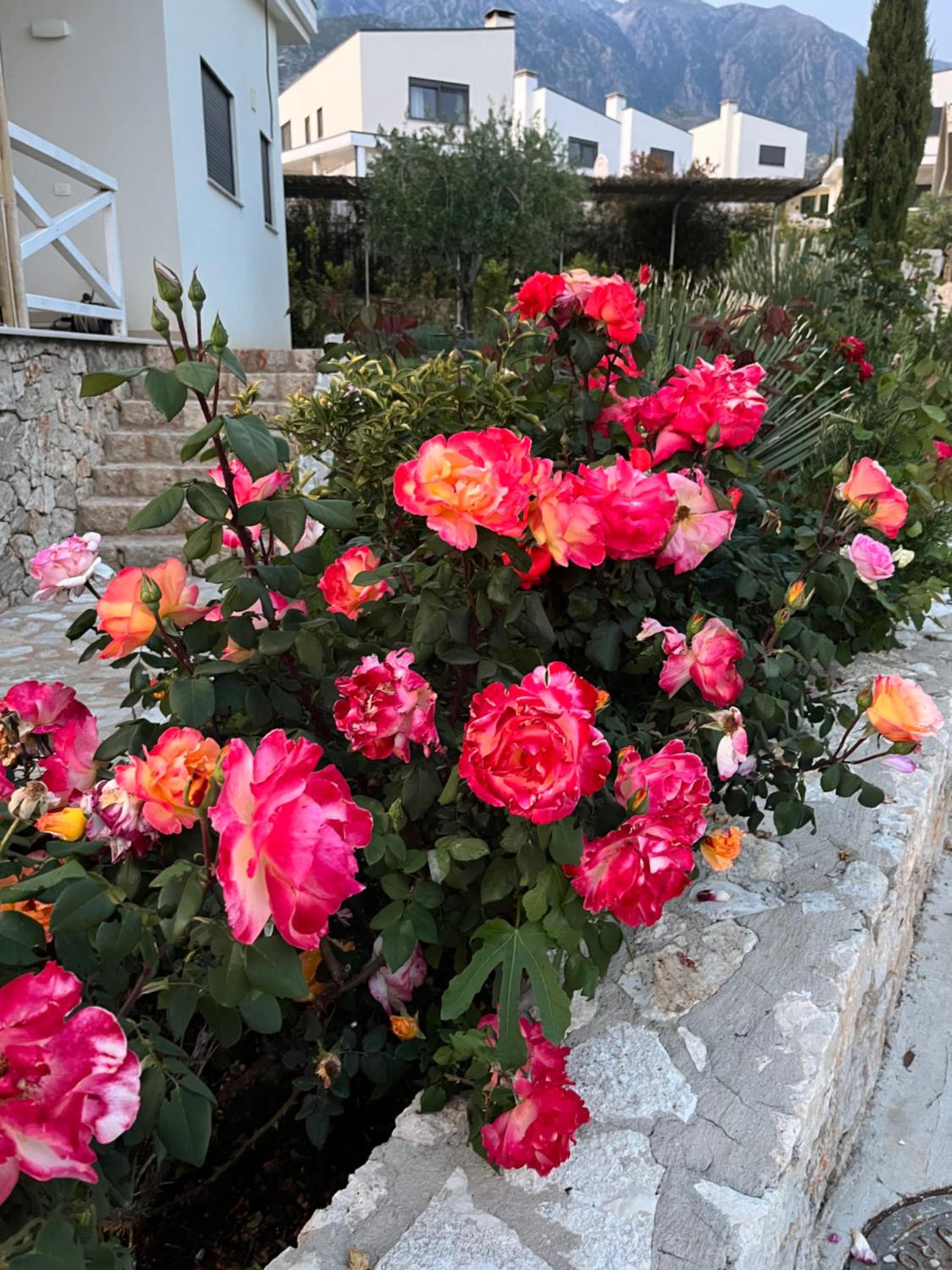 White Rocks Edera 2 I