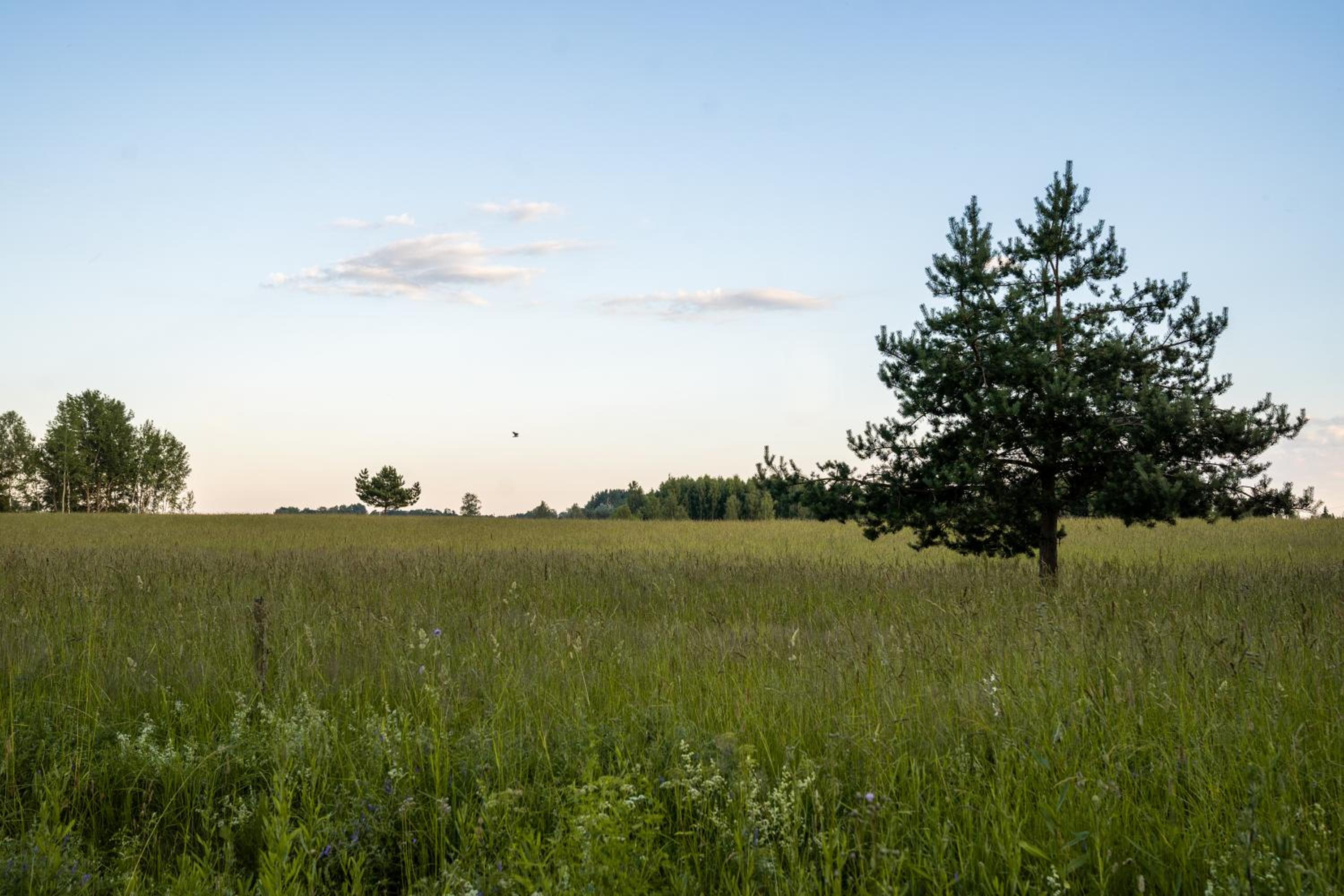 Countryside tent near Tõrva