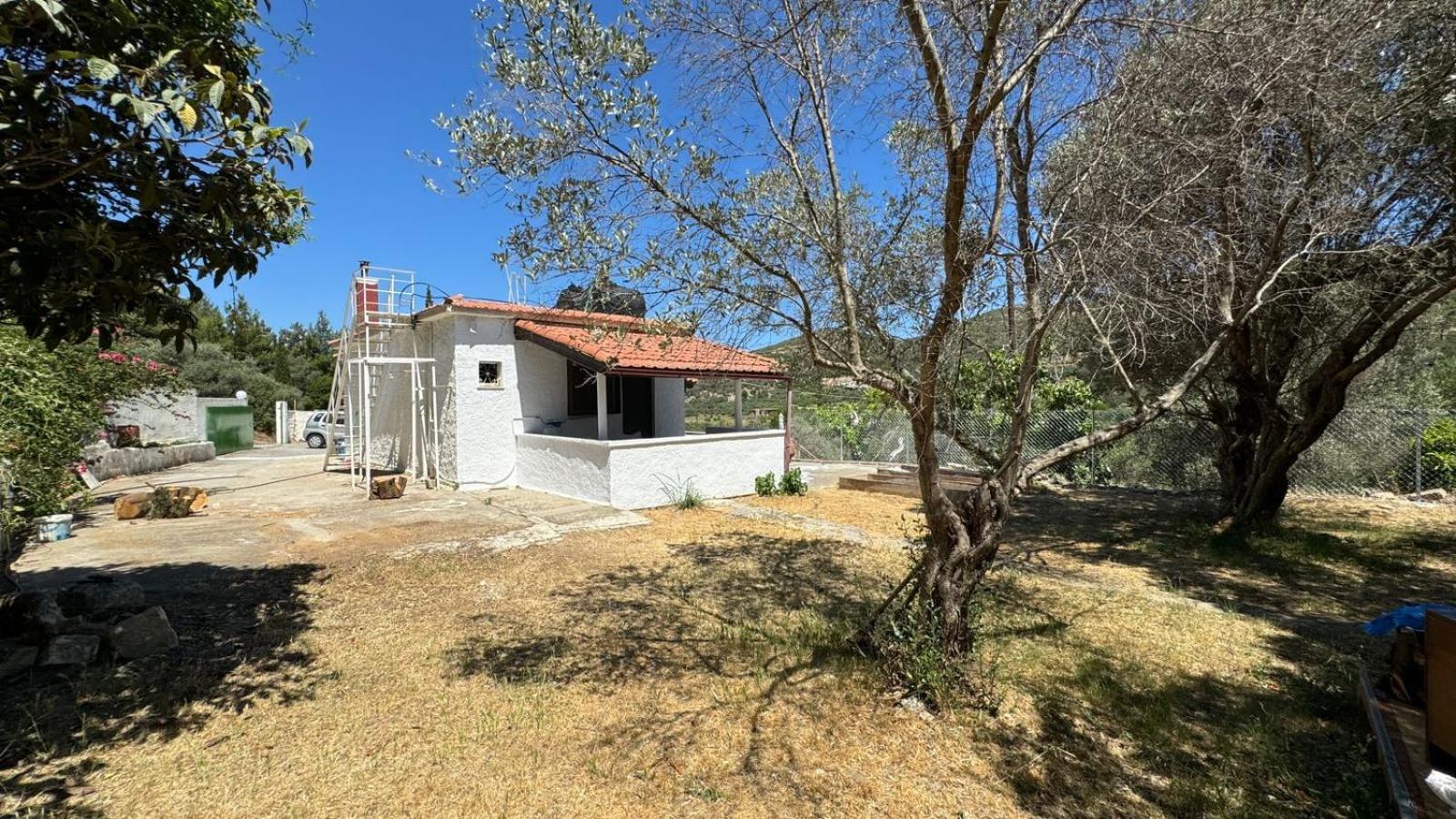 Olive Casa