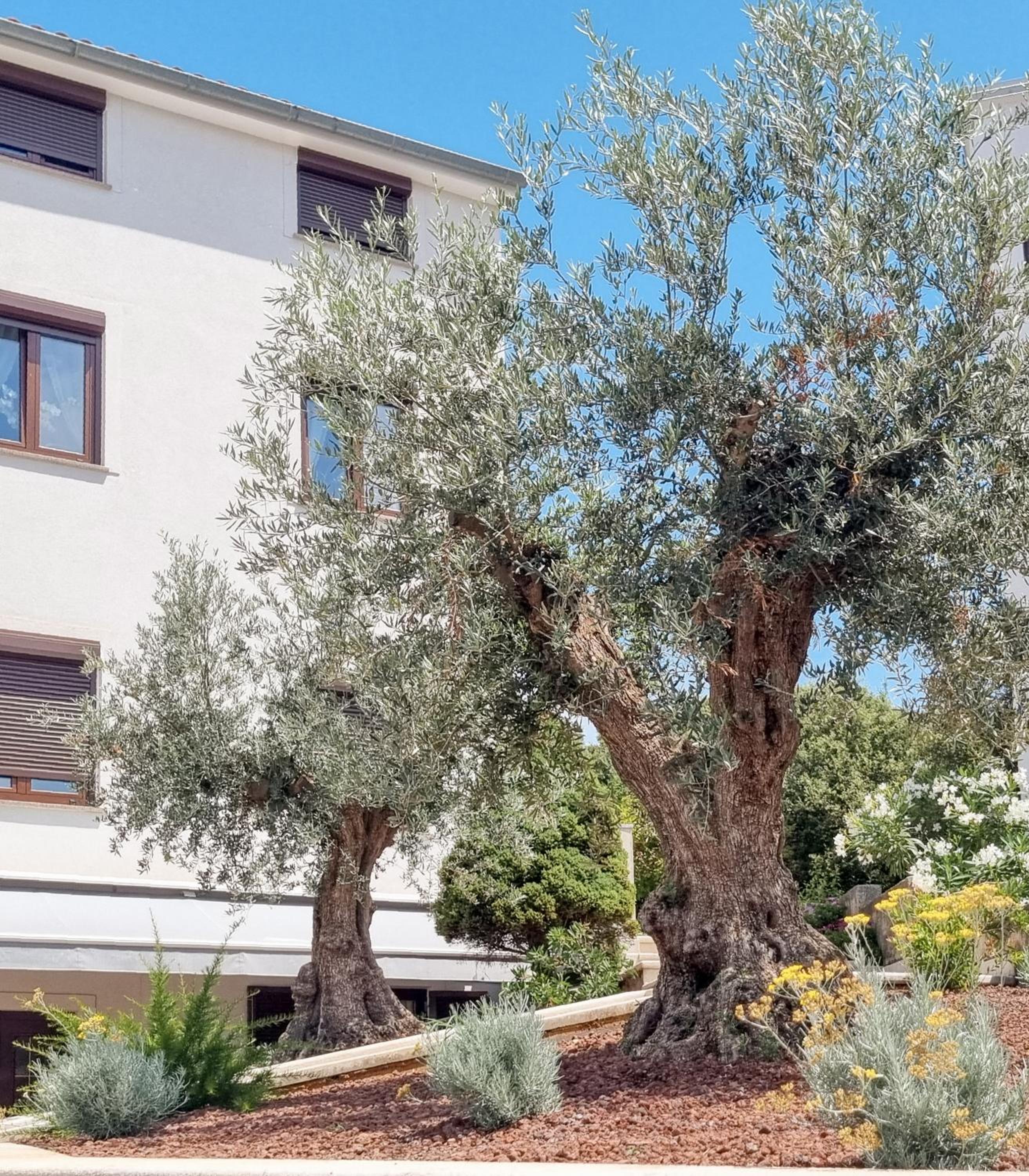 Apartmani Senka