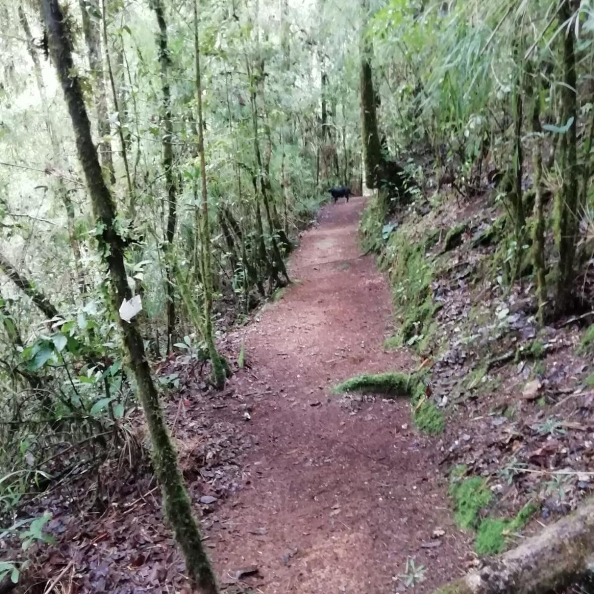 Miriam'S Quetzals lodge